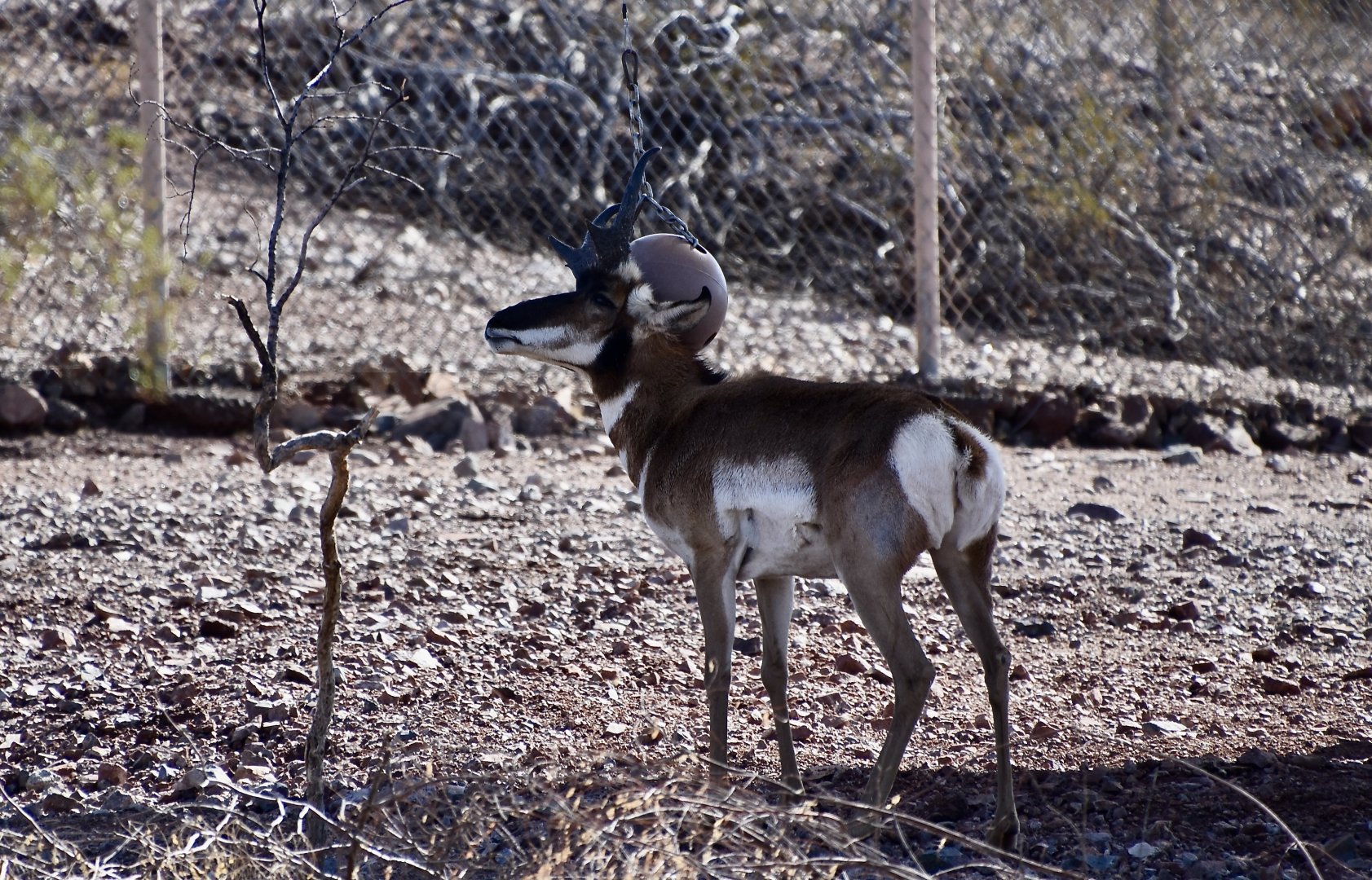 Peninsular Pronghorn (Antilocapra americana peninsularis) male