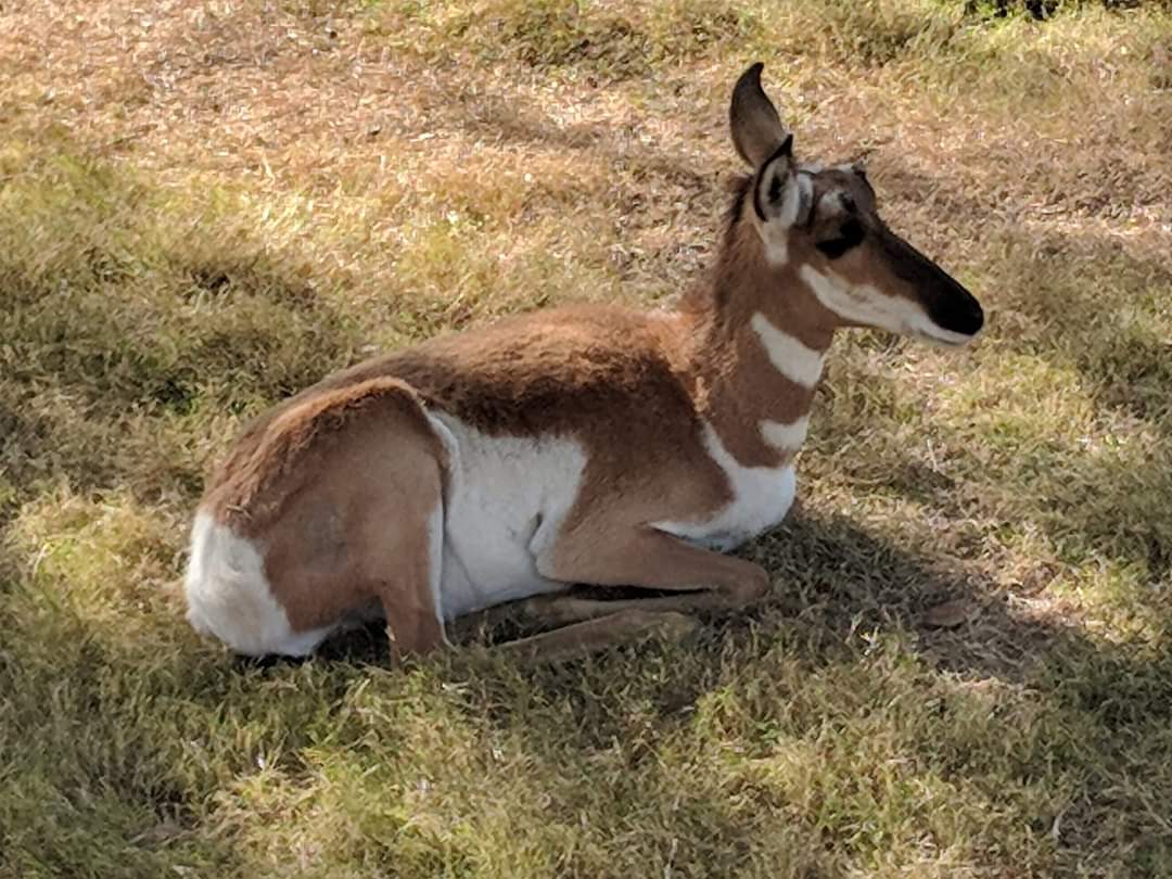 Peninsular pronghorn (Antilocapra americana Peninsularis)