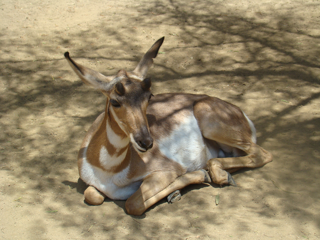 Peninsular Pronghorn at the Los Angeles Zoo