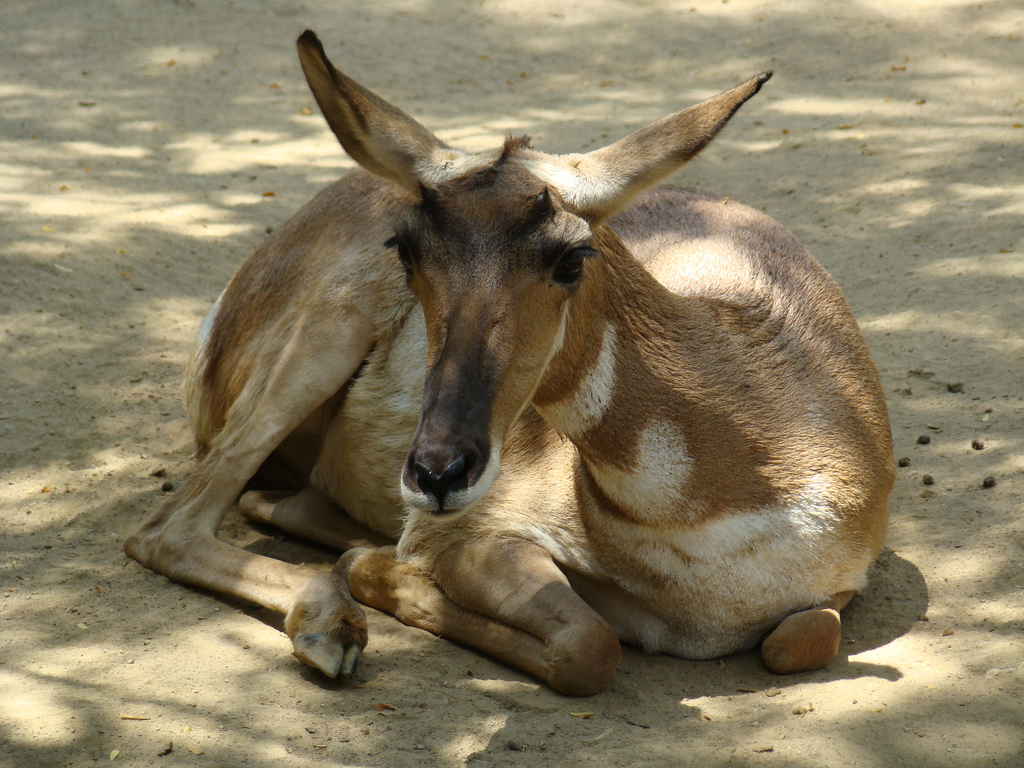 Peninsular Pronghorn at the Los Angeles Zoo