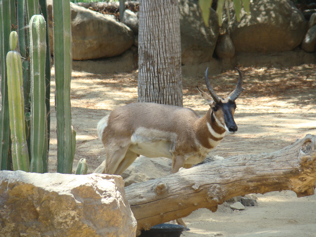Peninsular Pronghorn at the Los Angeles Zoo