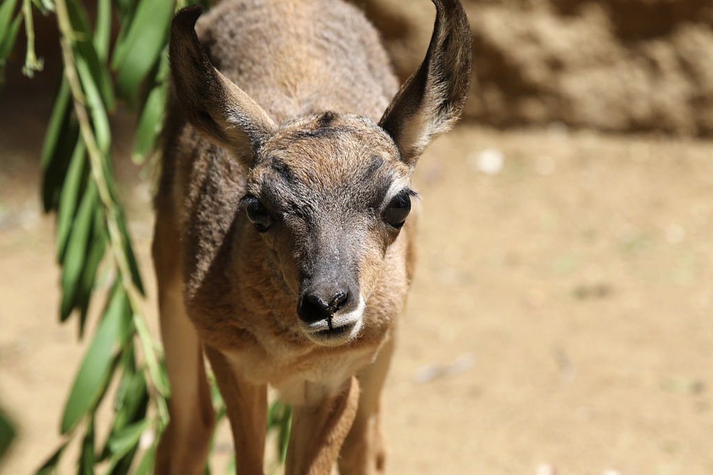 Peninsular Pronghorn calf at LA Zoo 16th April 16