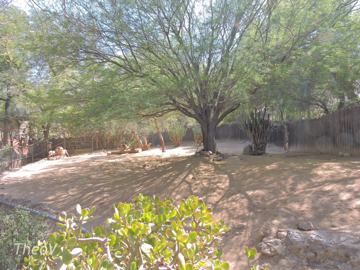 Peninsular pronghorn exhibit [2015]