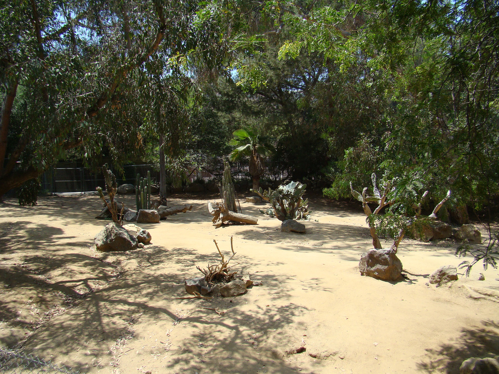 Peninsular Pronghorn exhibit at the Los Angeles Zoo