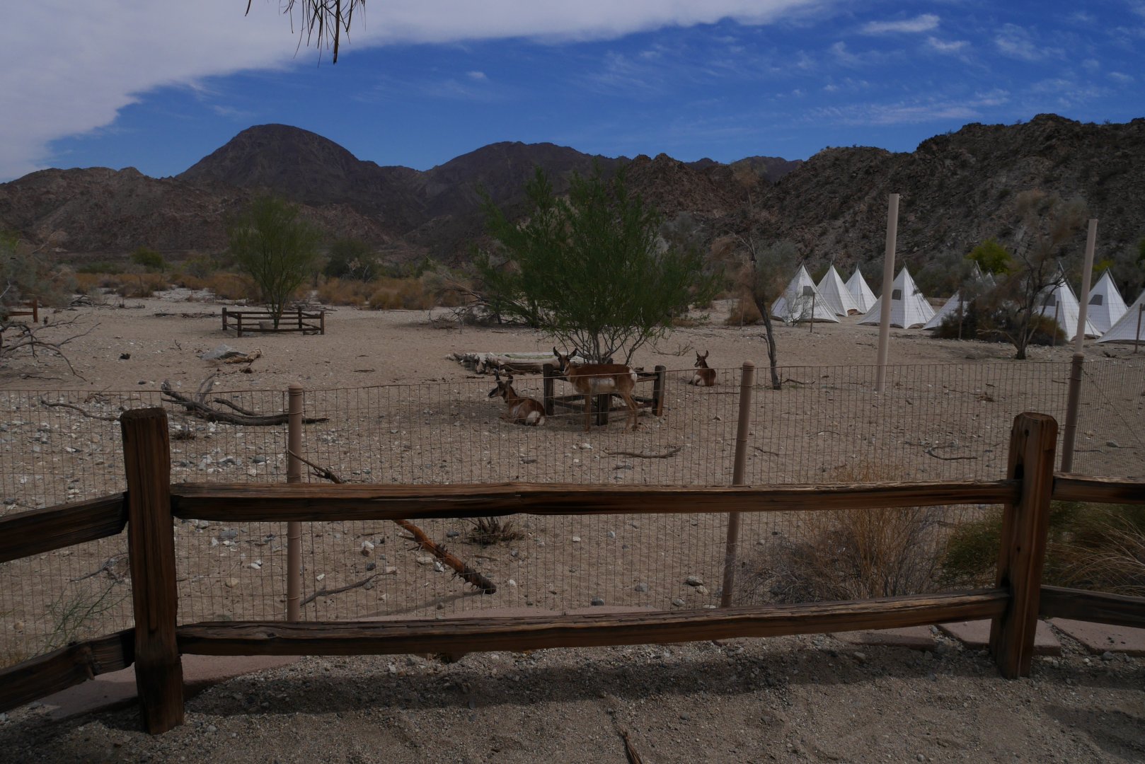 Peninsular Pronghorn Exhibit - My First US Zoo Trip