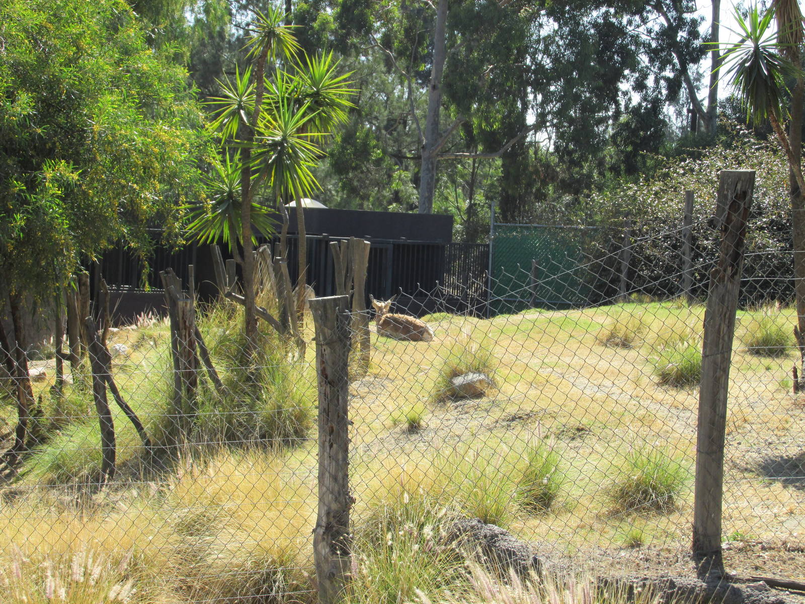peninsular pronghorn exhibit san juan de aragon zoo
