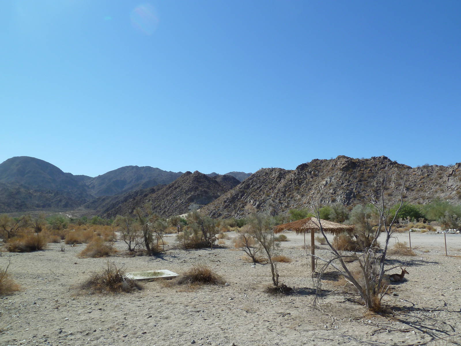 Peninsular Pronghorn Exhibit