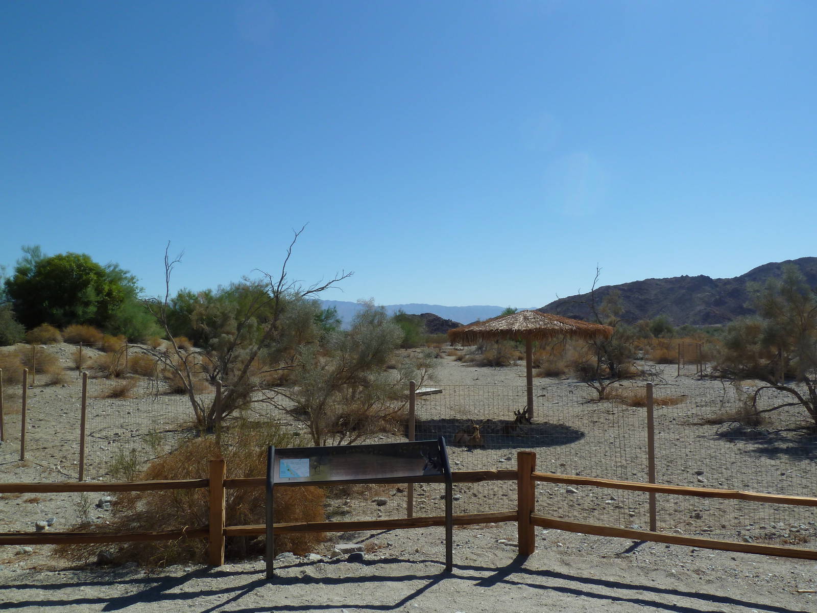 Peninsular Pronghorn Exhibit