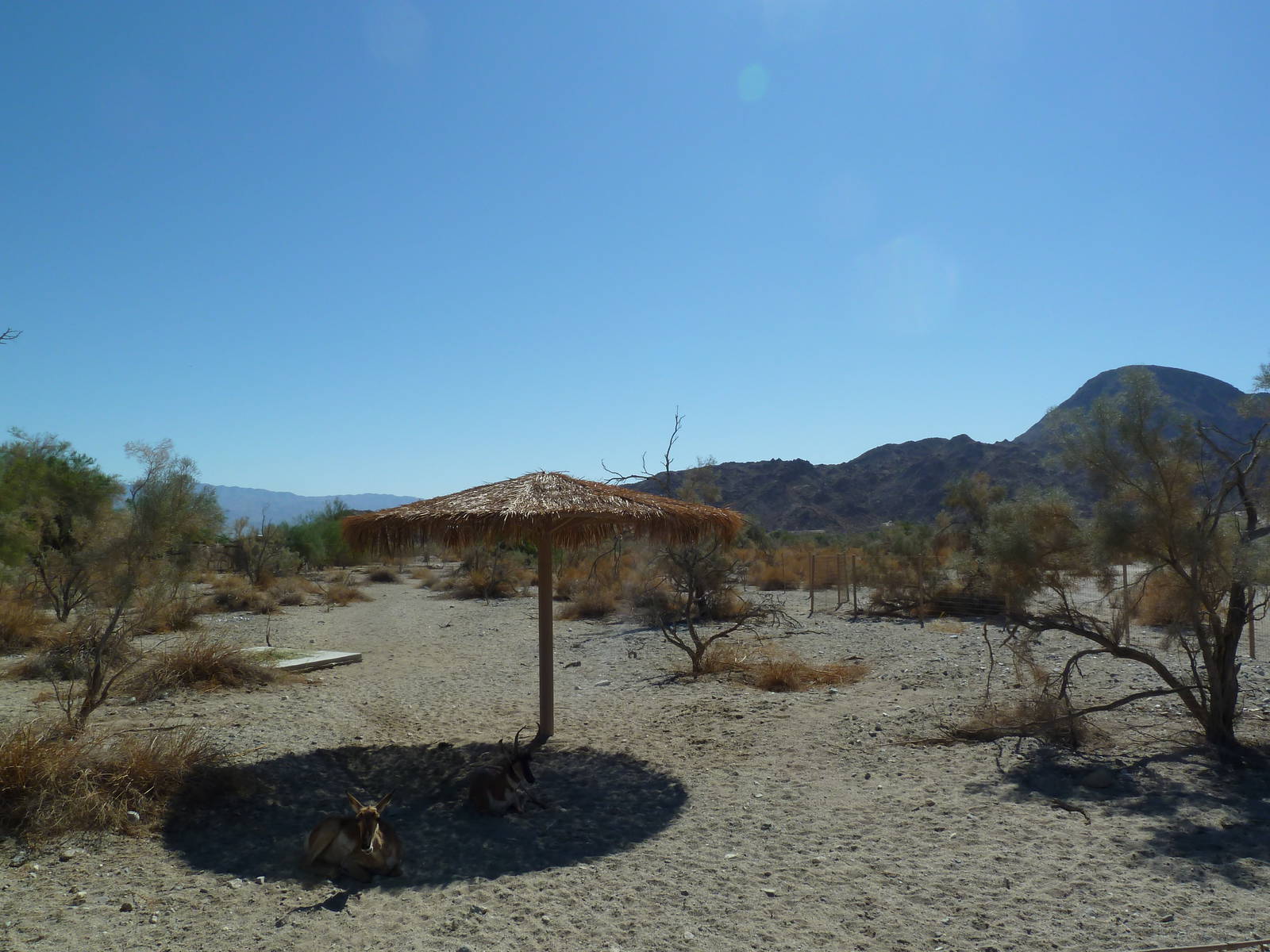 Peninsular Pronghorn Exhibit