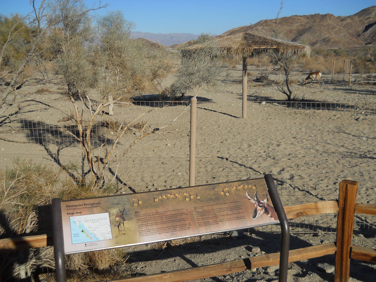 Peninsular pronghorn exhibit