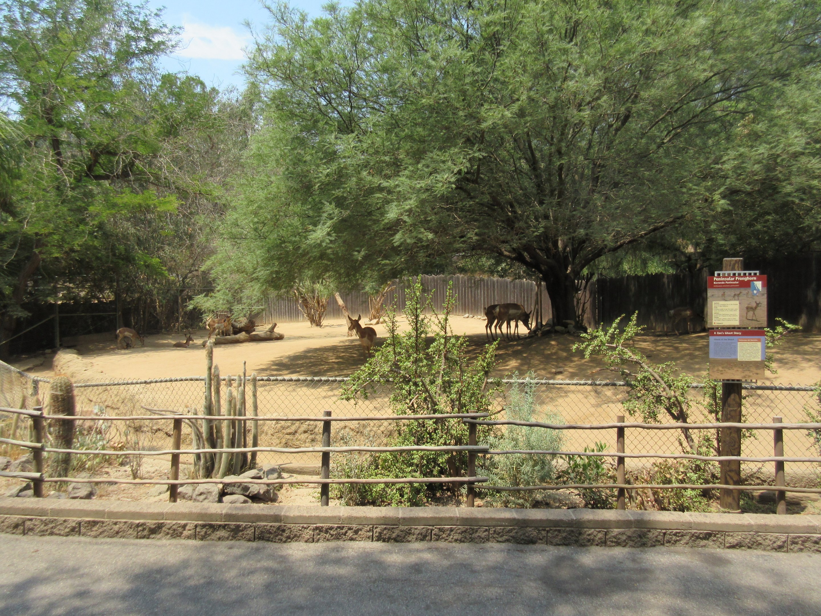 Peninsular Pronghorn Exhibit