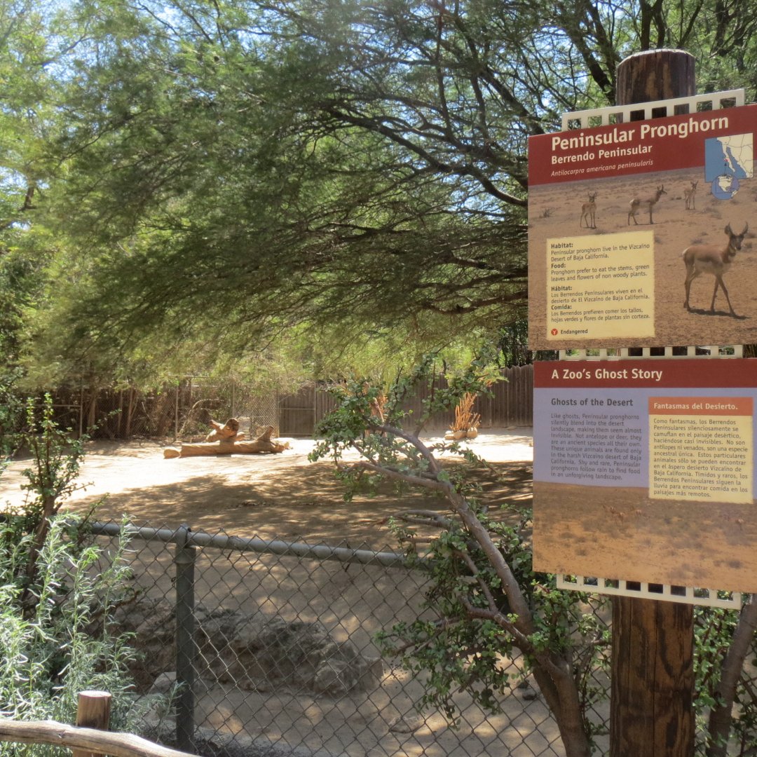 Peninsular Pronghorn Exhibit