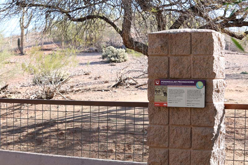 peninsular pronghorn exhibit