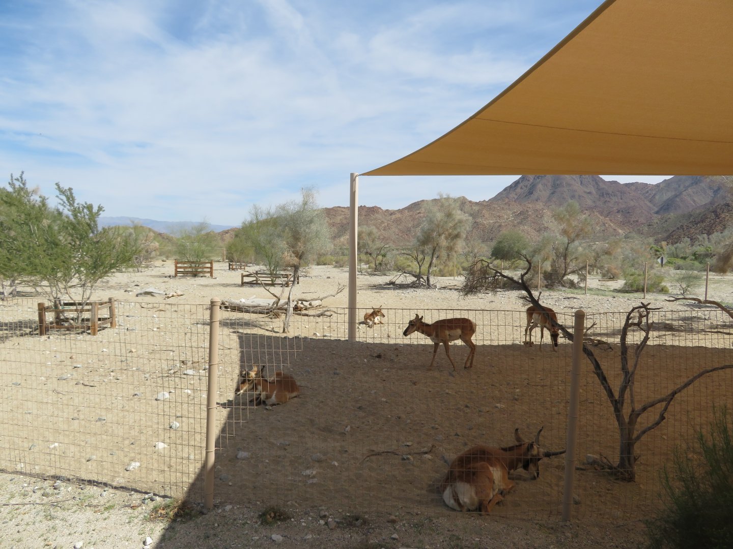 Peninsular Pronghorn Exhibit