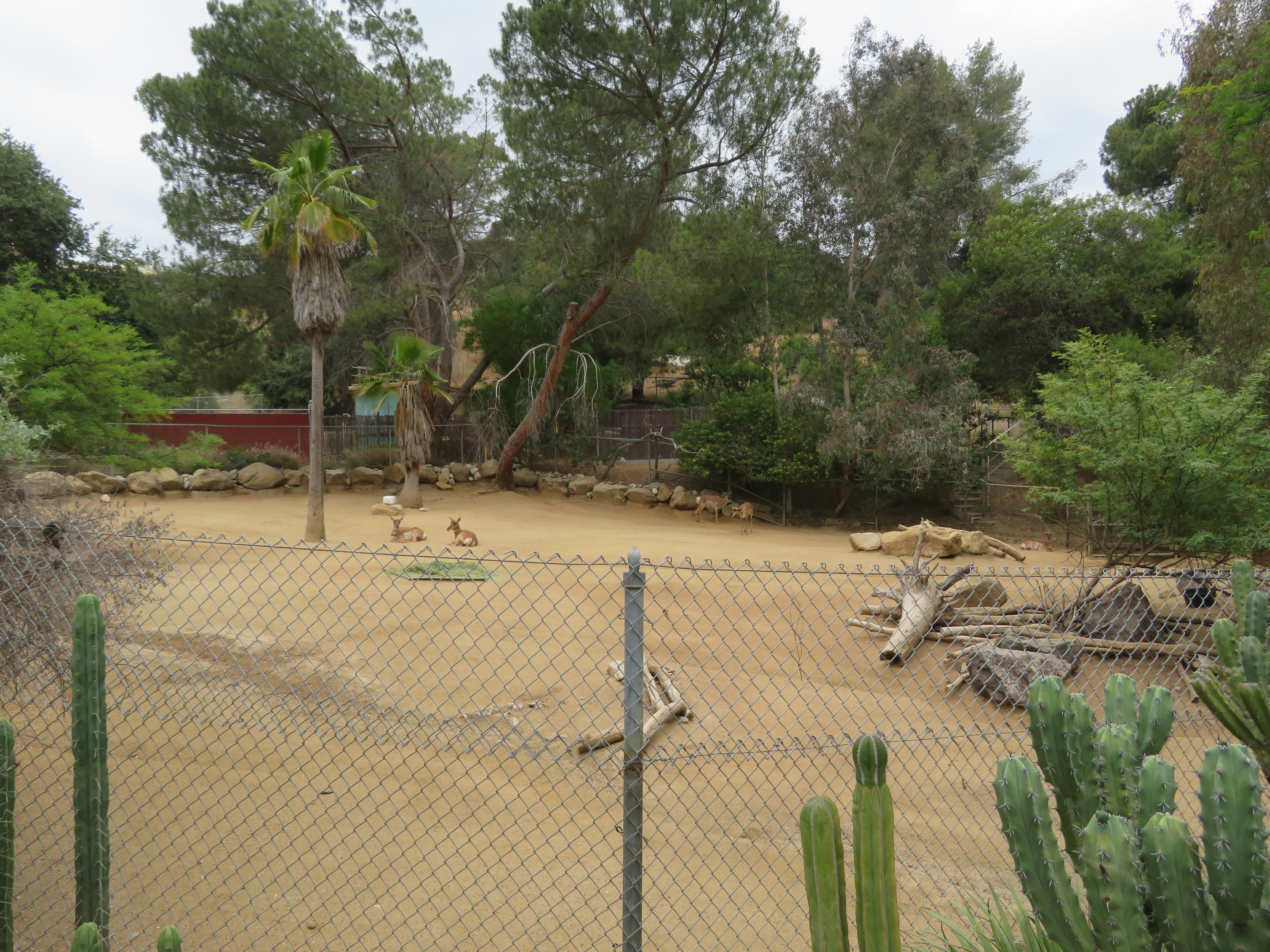 Peninsular Pronghorn Exhibit