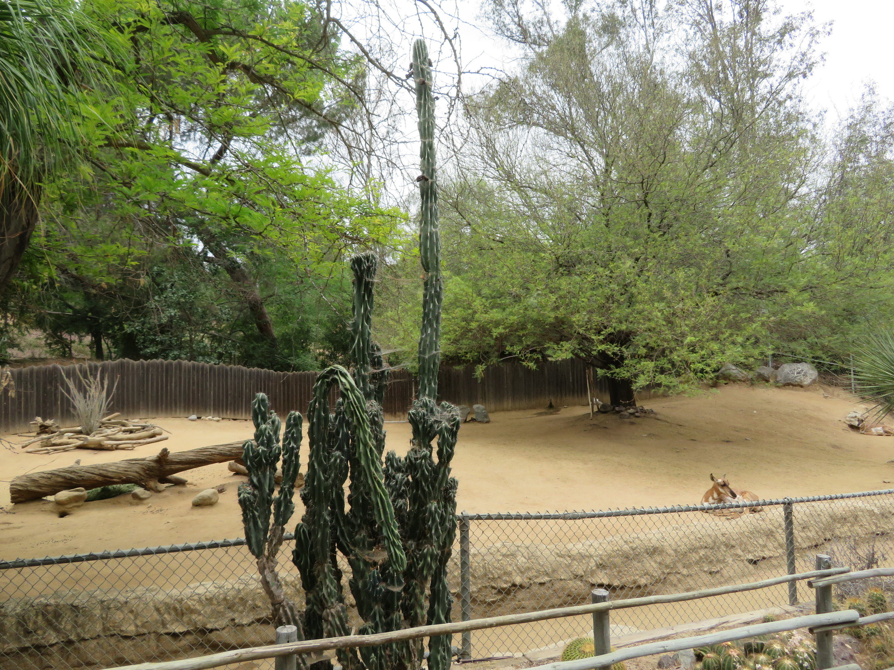 Peninsular Pronghorn Exhibit