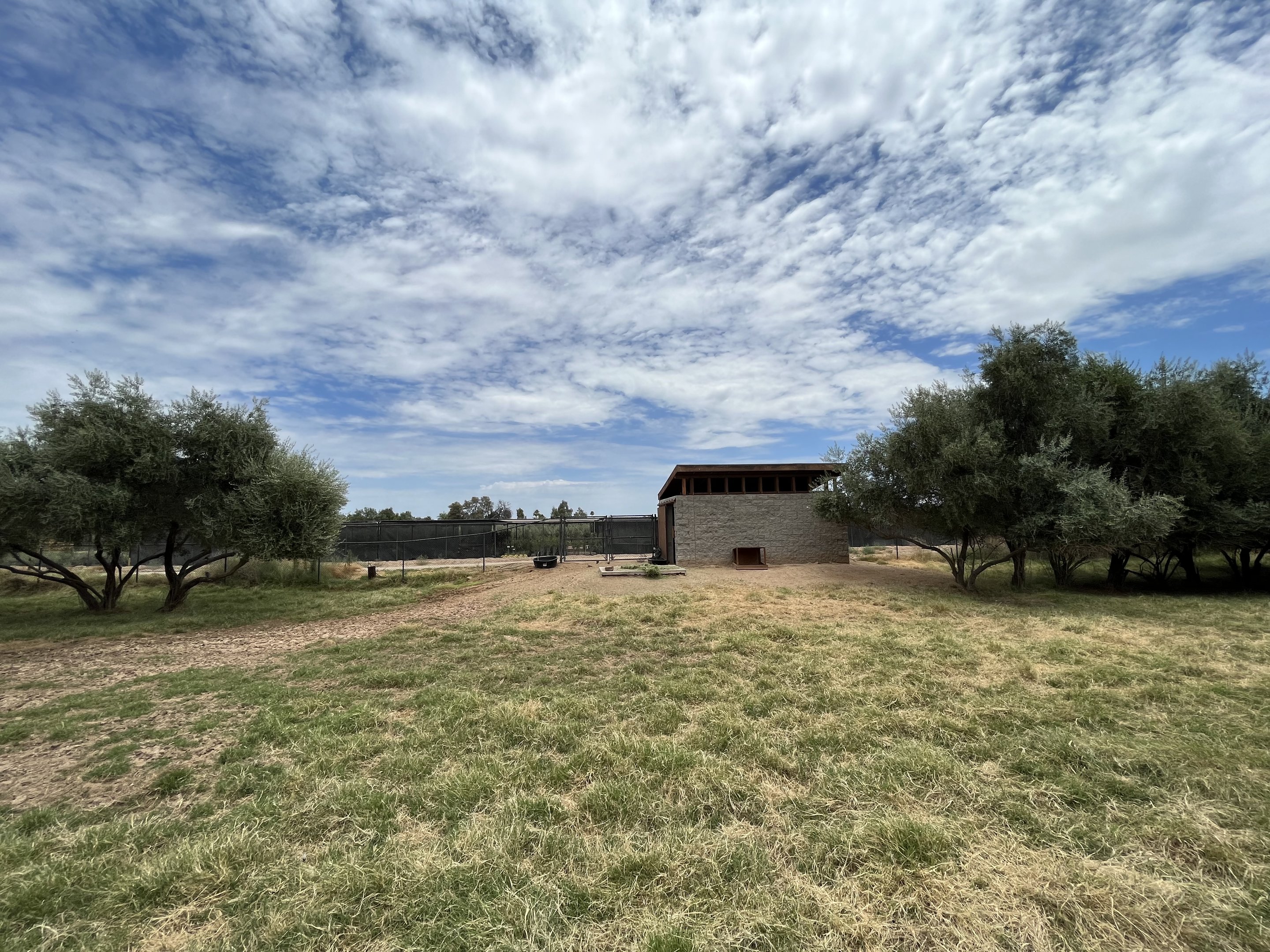 Peninsular Pronghorn Exhibit