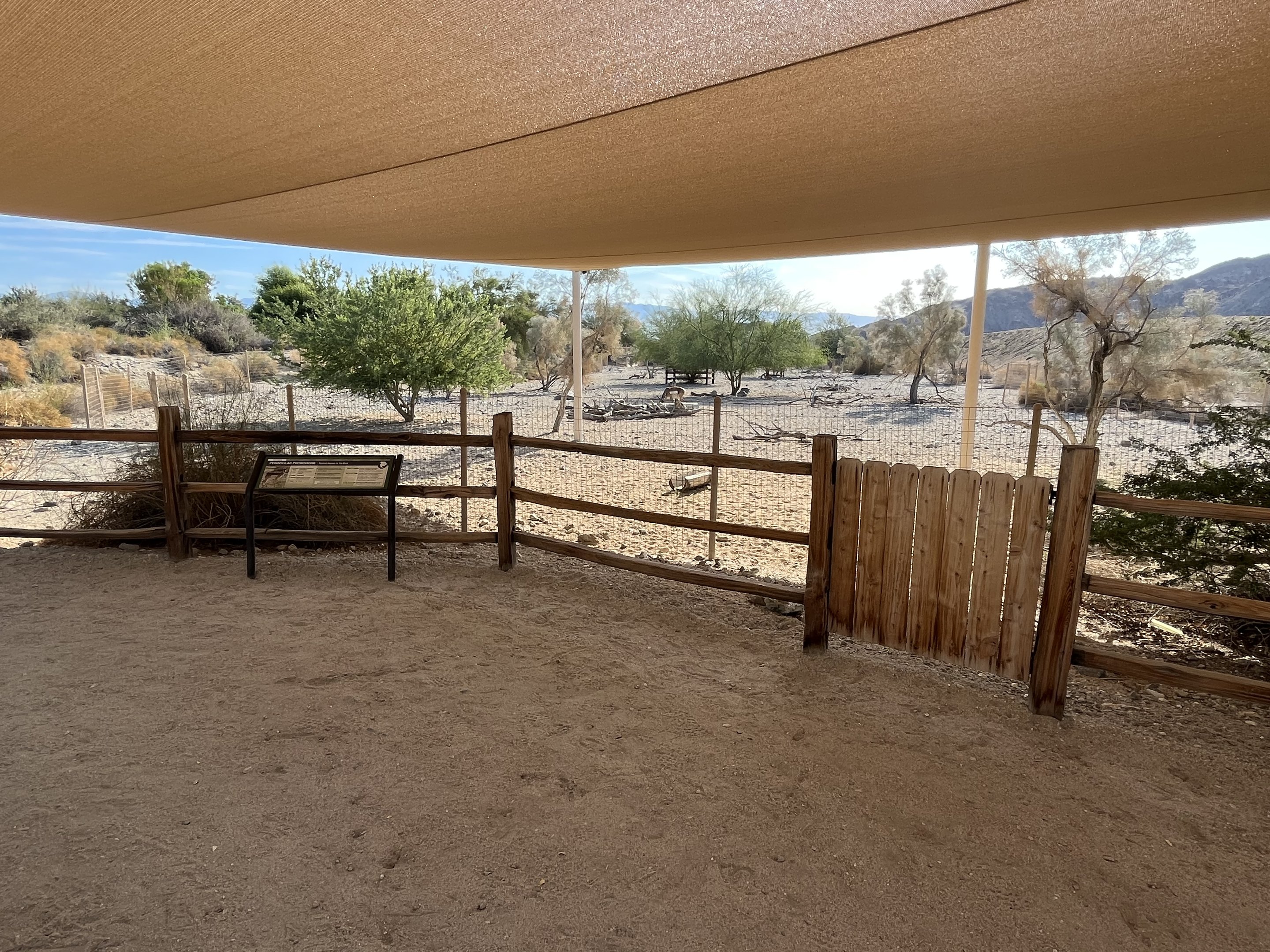 Peninsular Pronghorn Exhibit