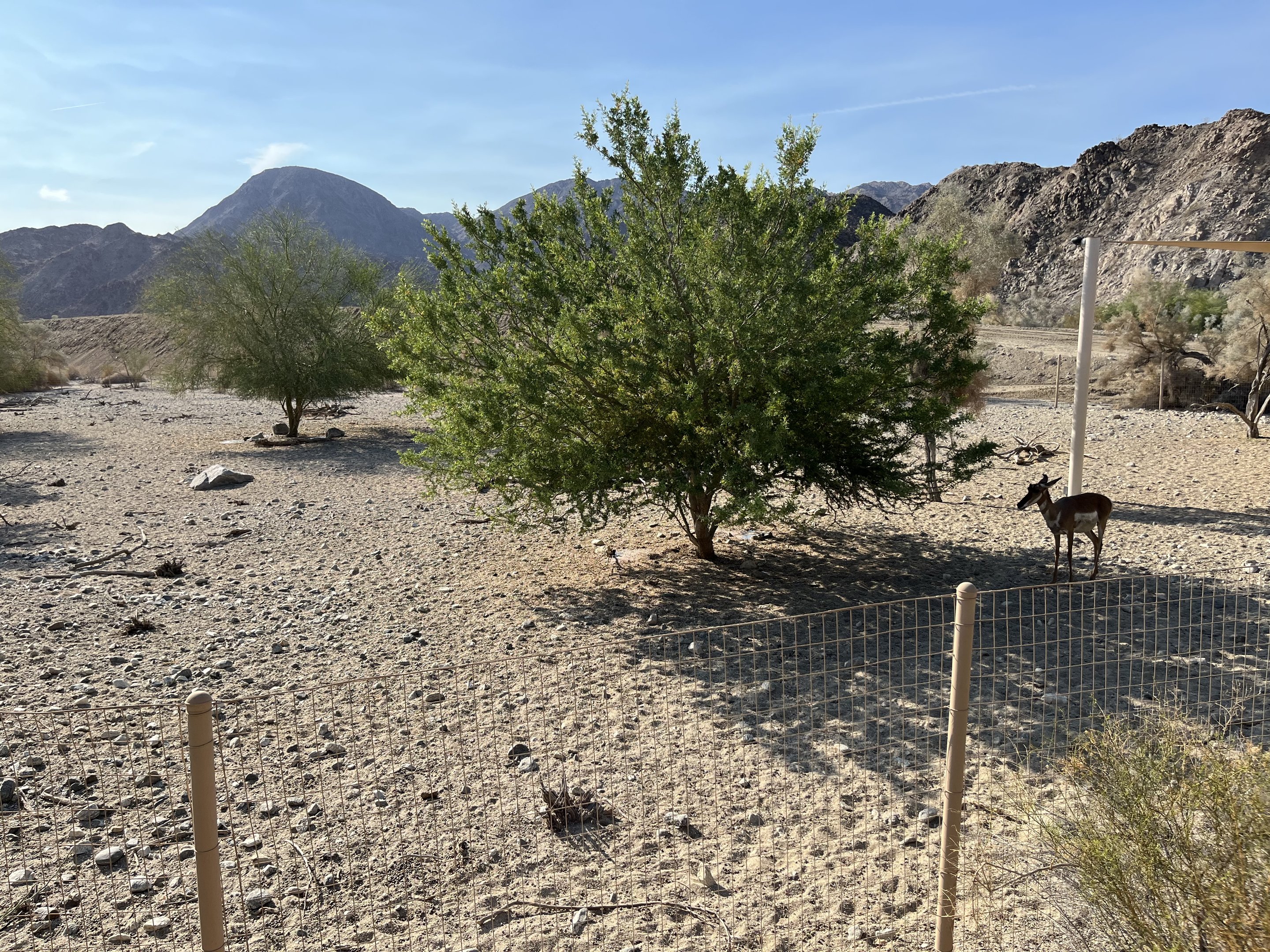 Peninsular Pronghorn Exhibit