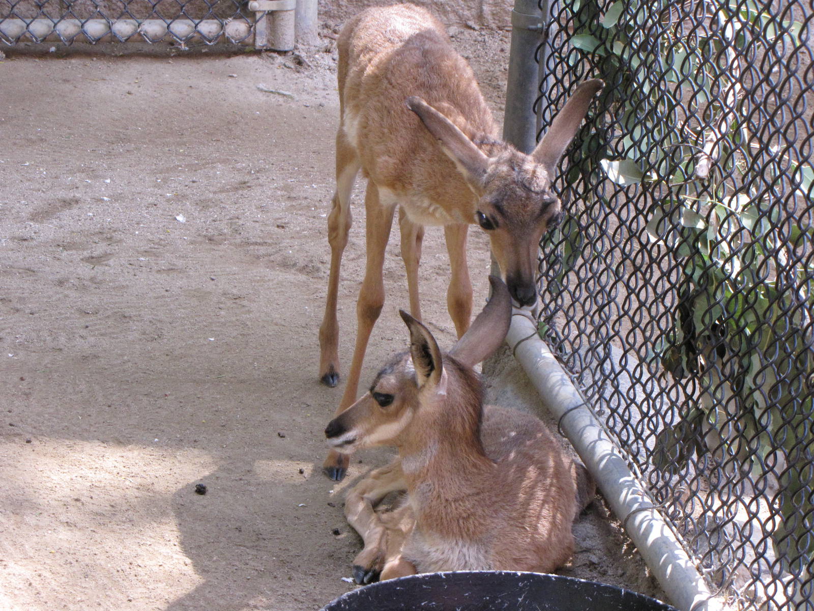 Peninsular Pronghorn Offspring
