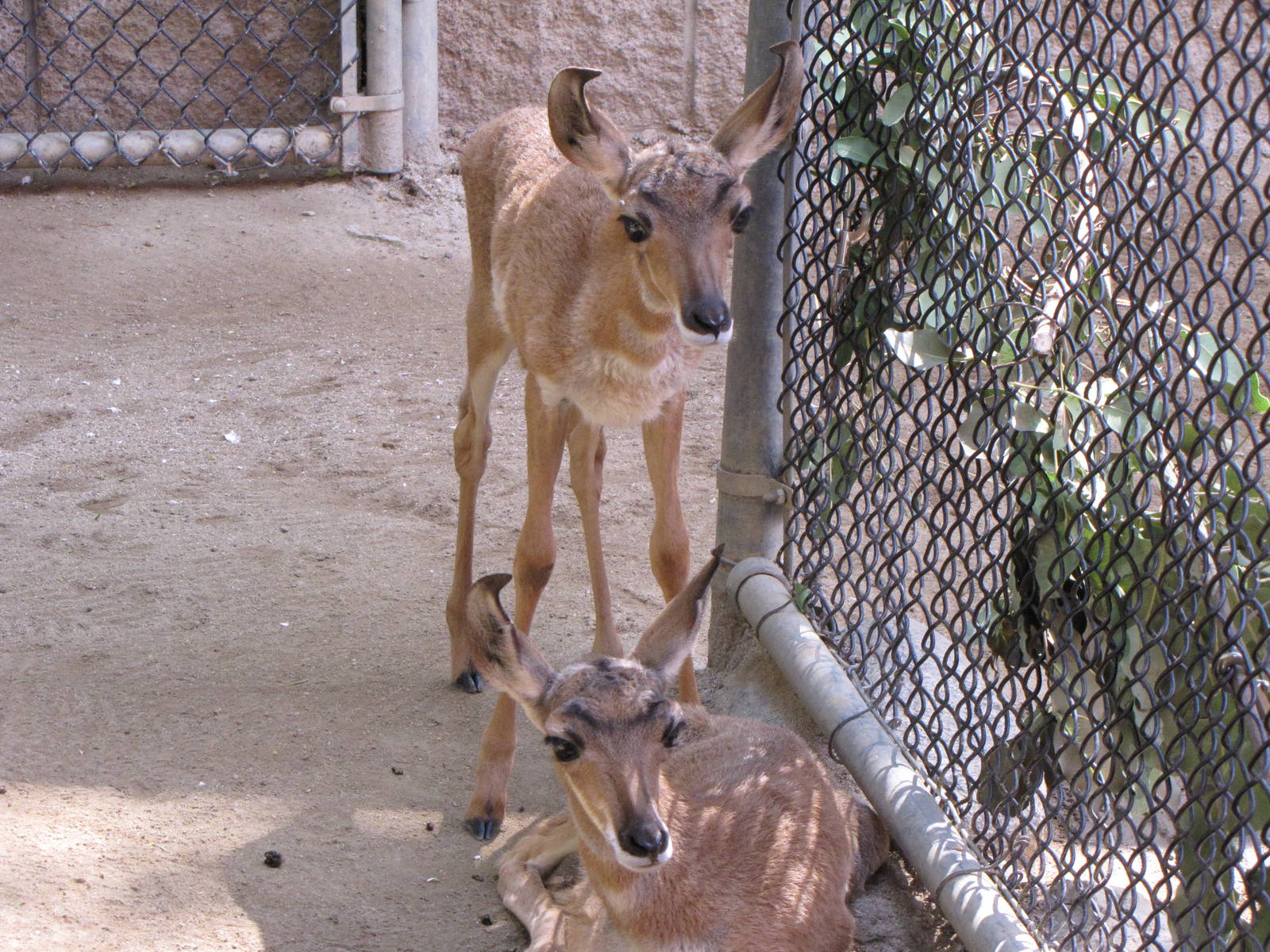 Peninsular Pronghorn Offspring