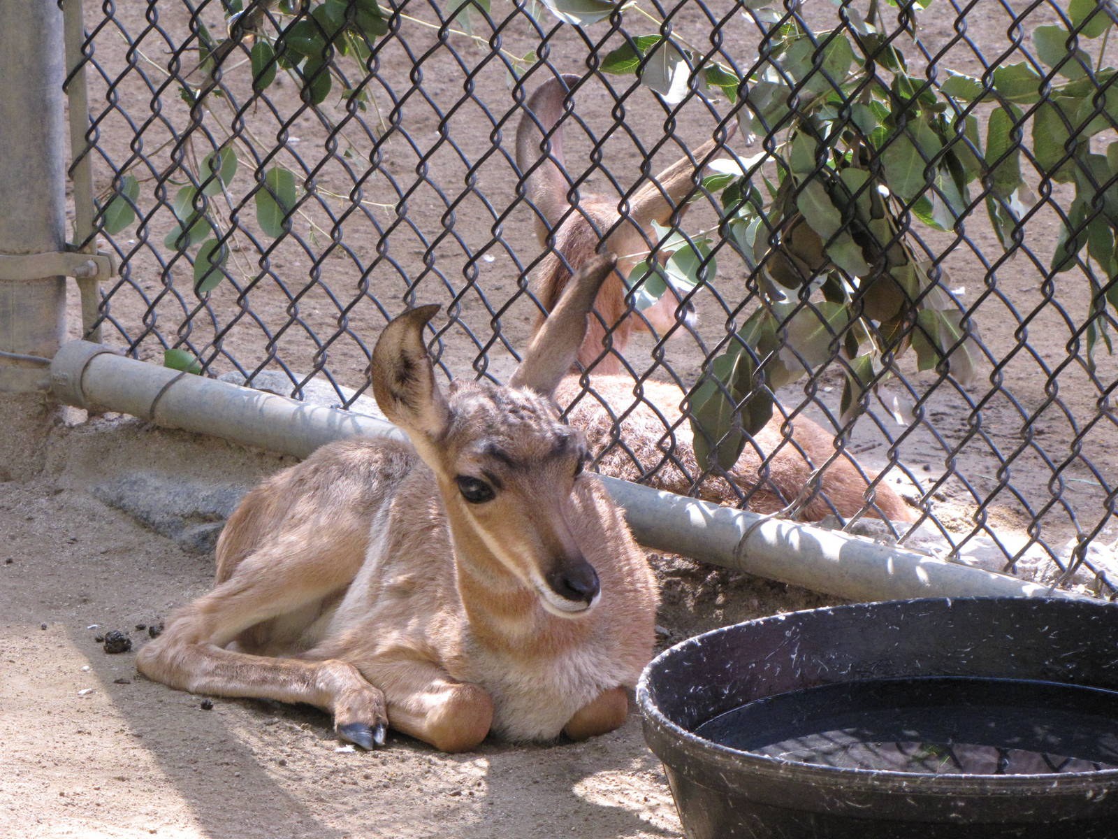 Peninsular Pronghorn Offspring