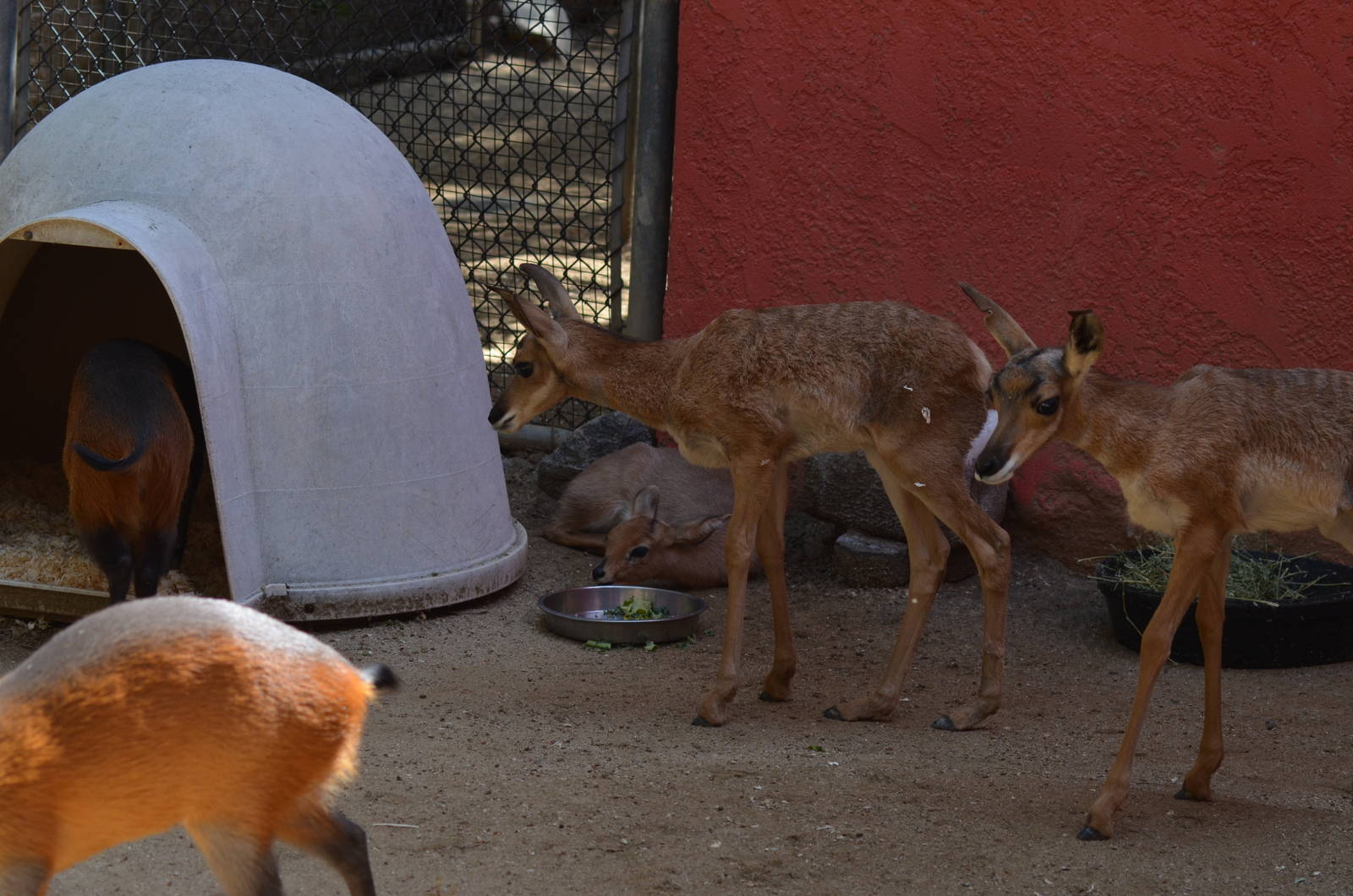 Peninsular Pronghorn Offspring