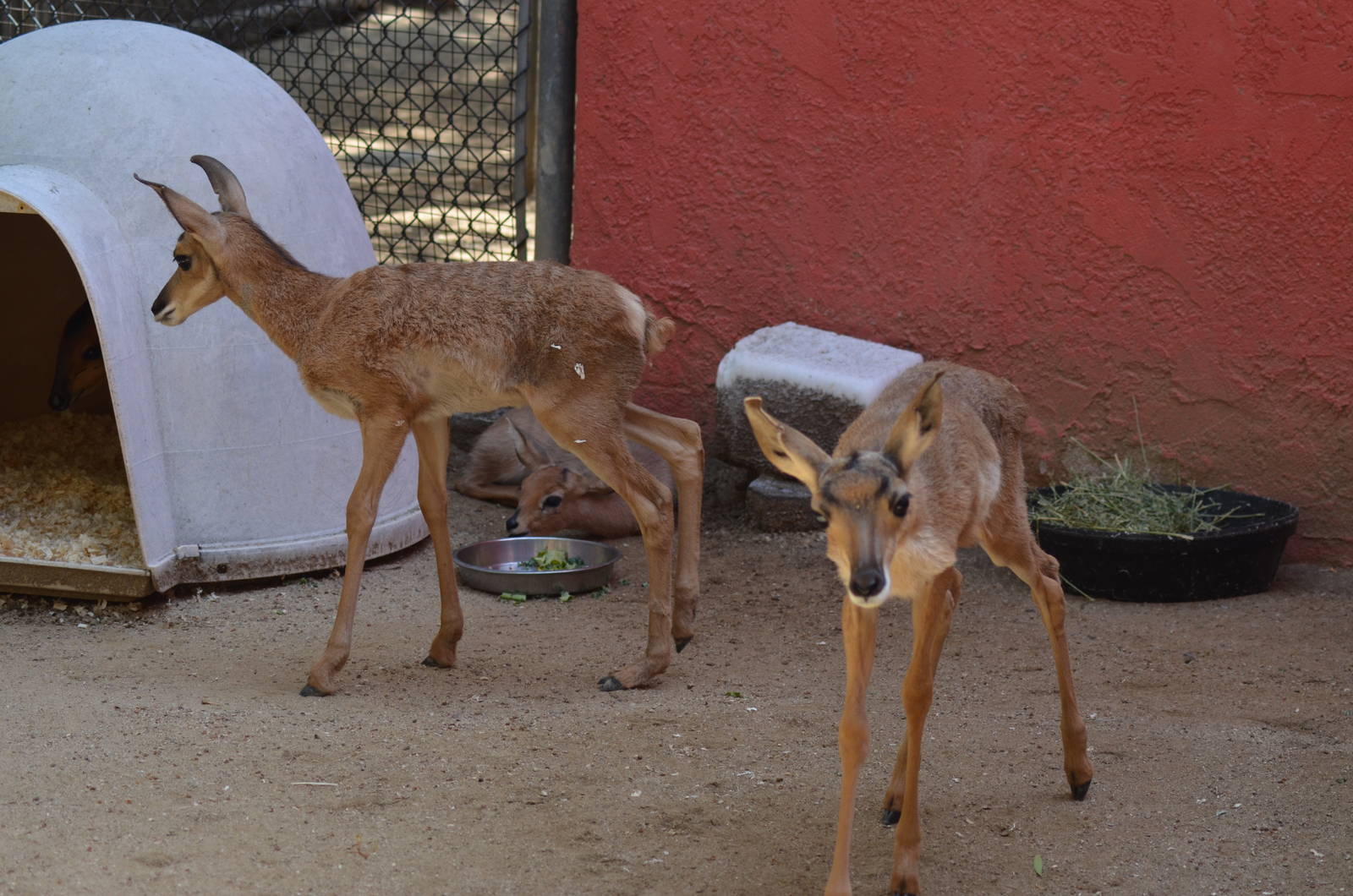 Peninsular Pronghorn Offspring