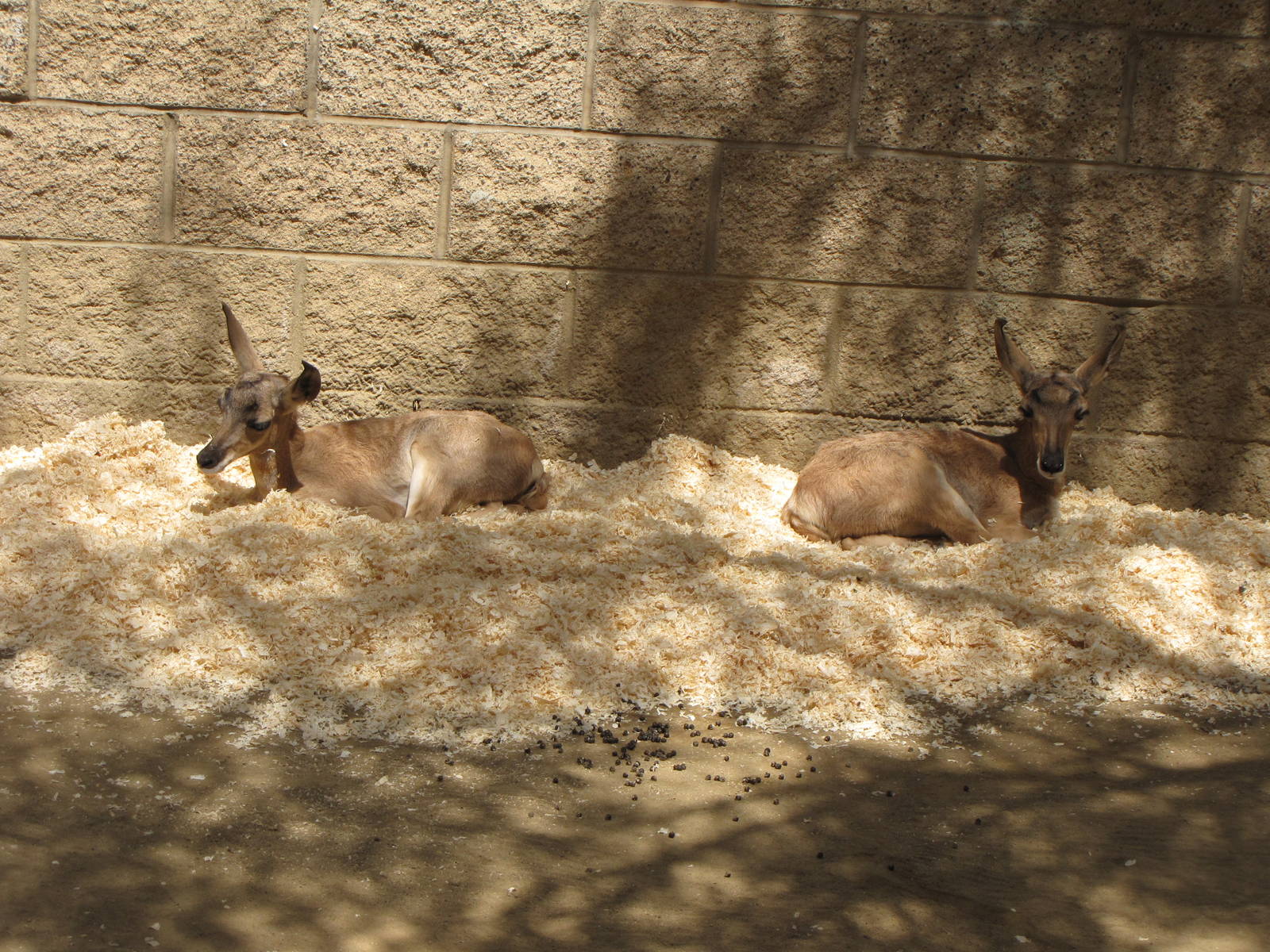 Peninsular Pronghorn Offspring