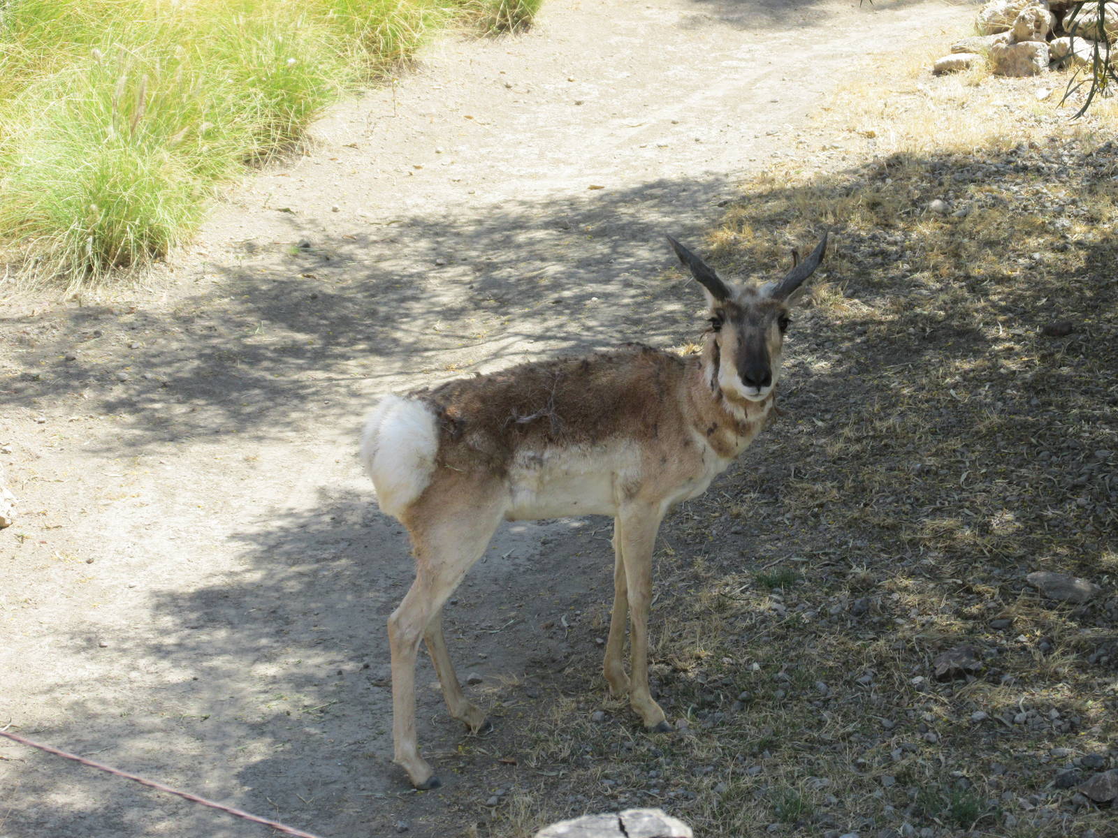 peninsular pronghorn san juan de aragon zoo