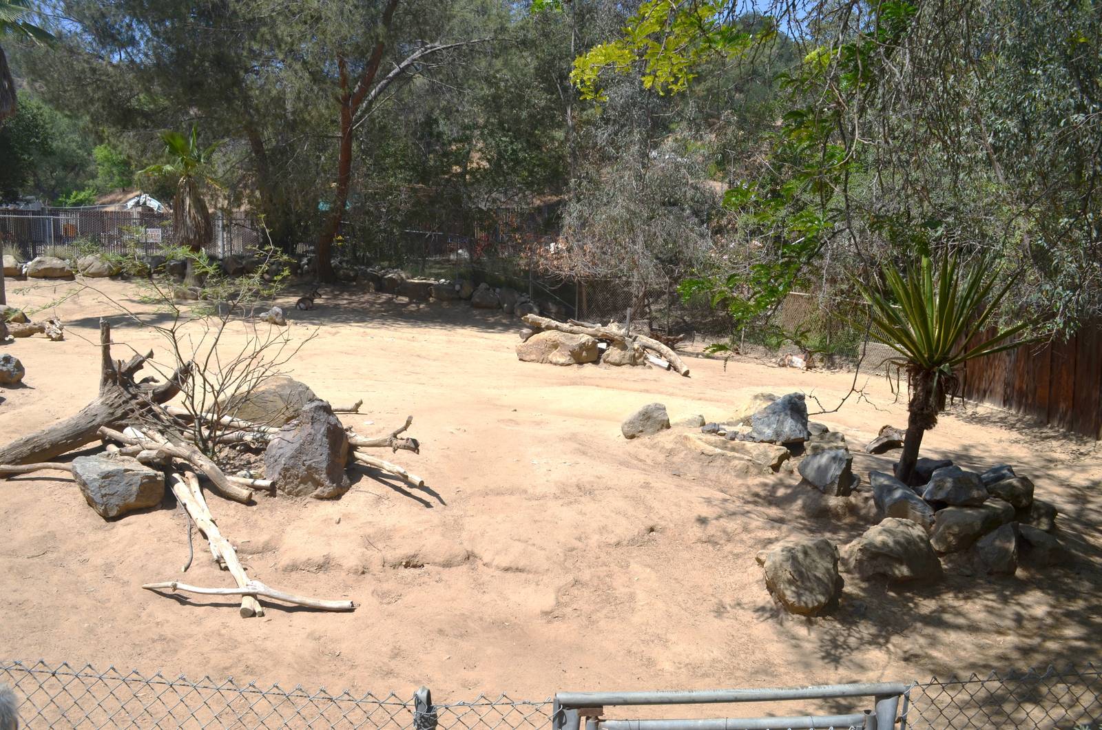 Peninsular Pronghorn Yard