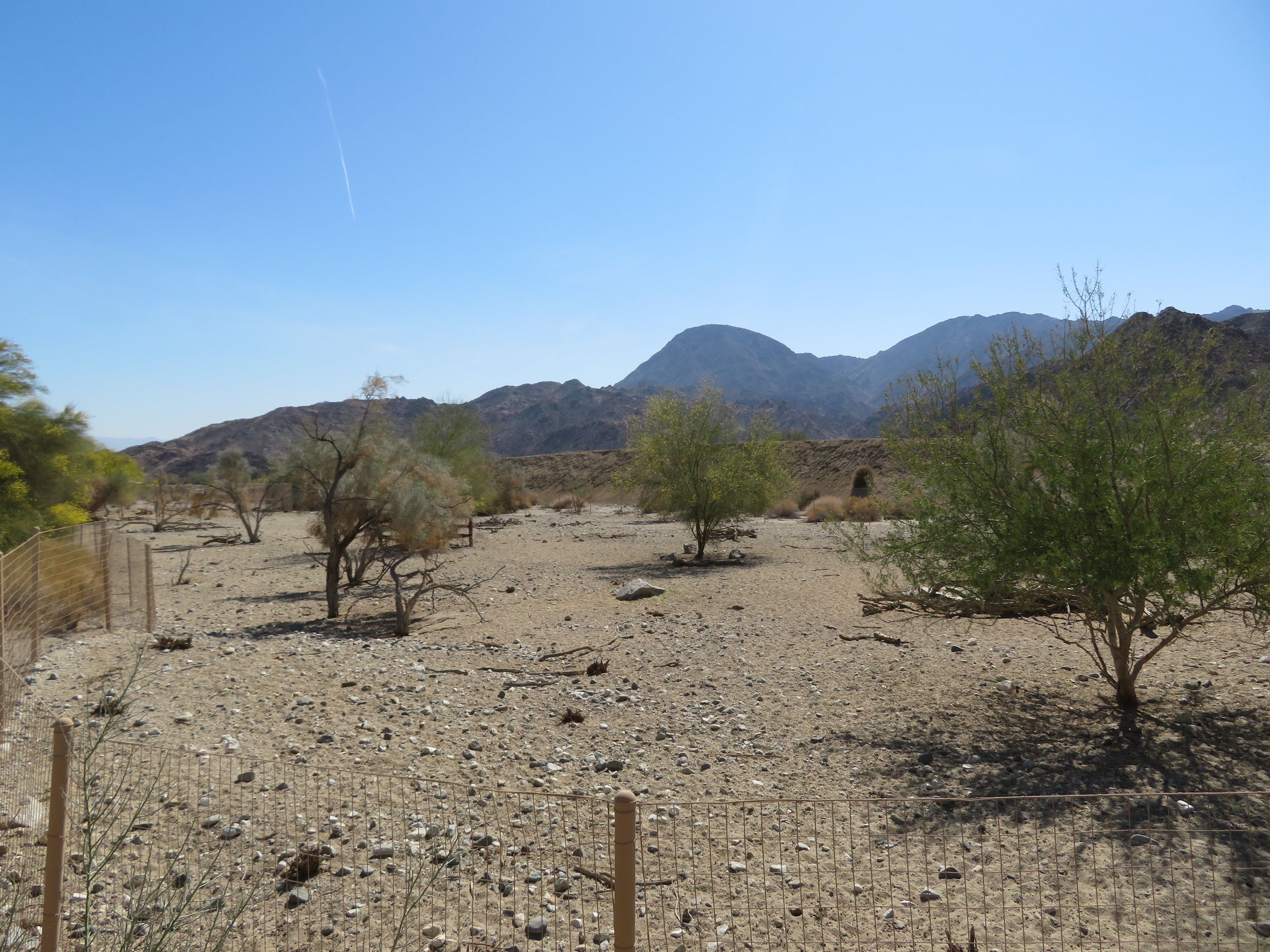 Peninsular Pronghorn Yard