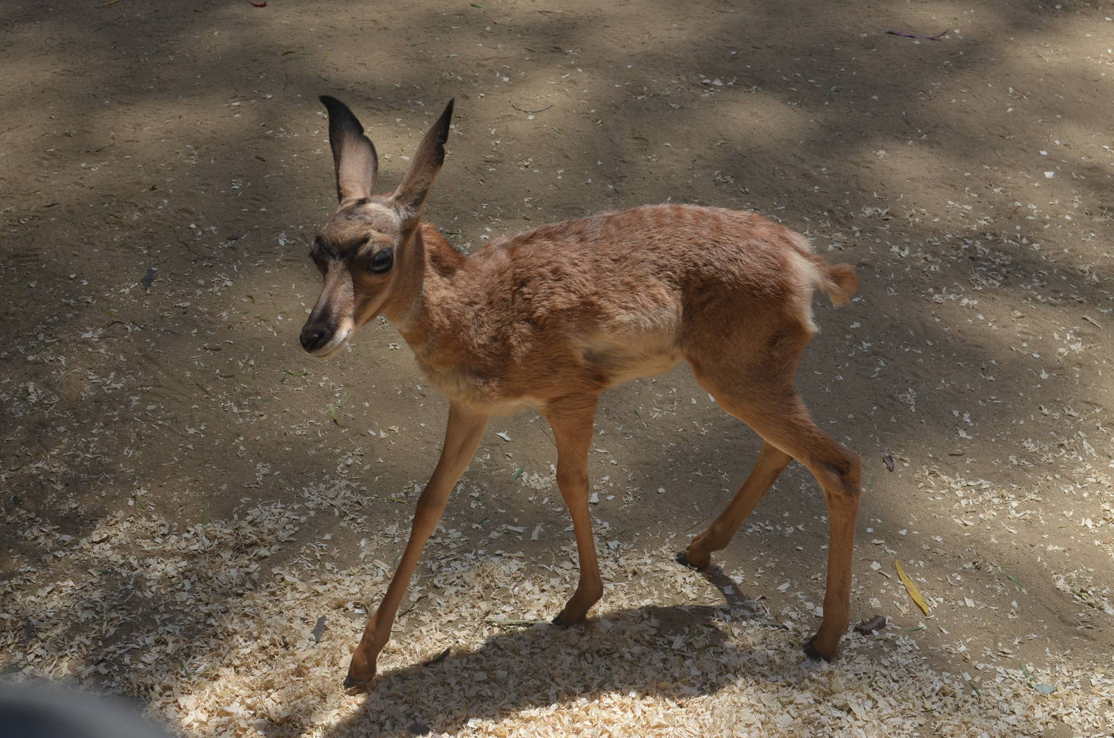 Peninsular Pronghorn Youngster