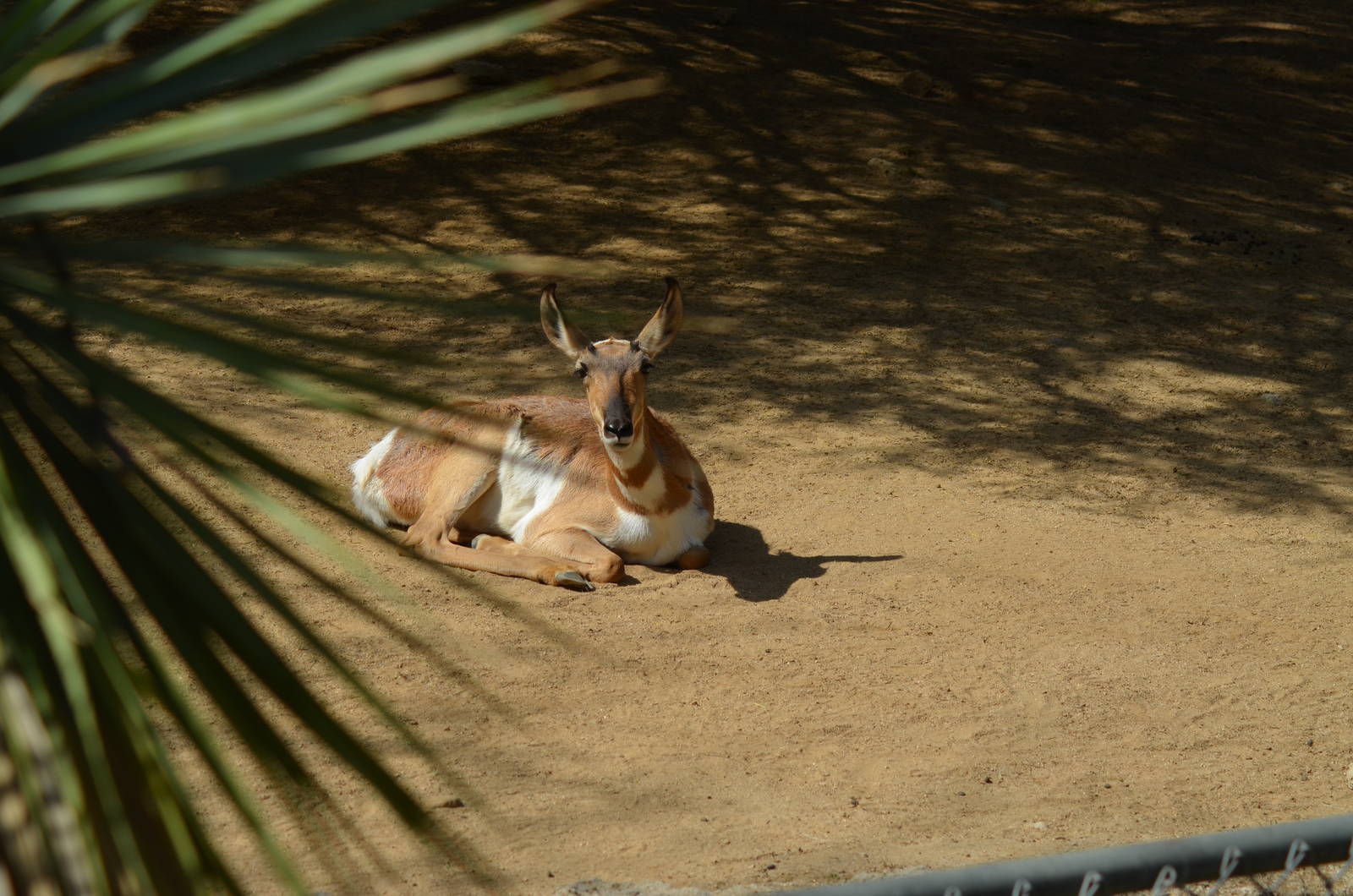 Peninsular Pronghorn