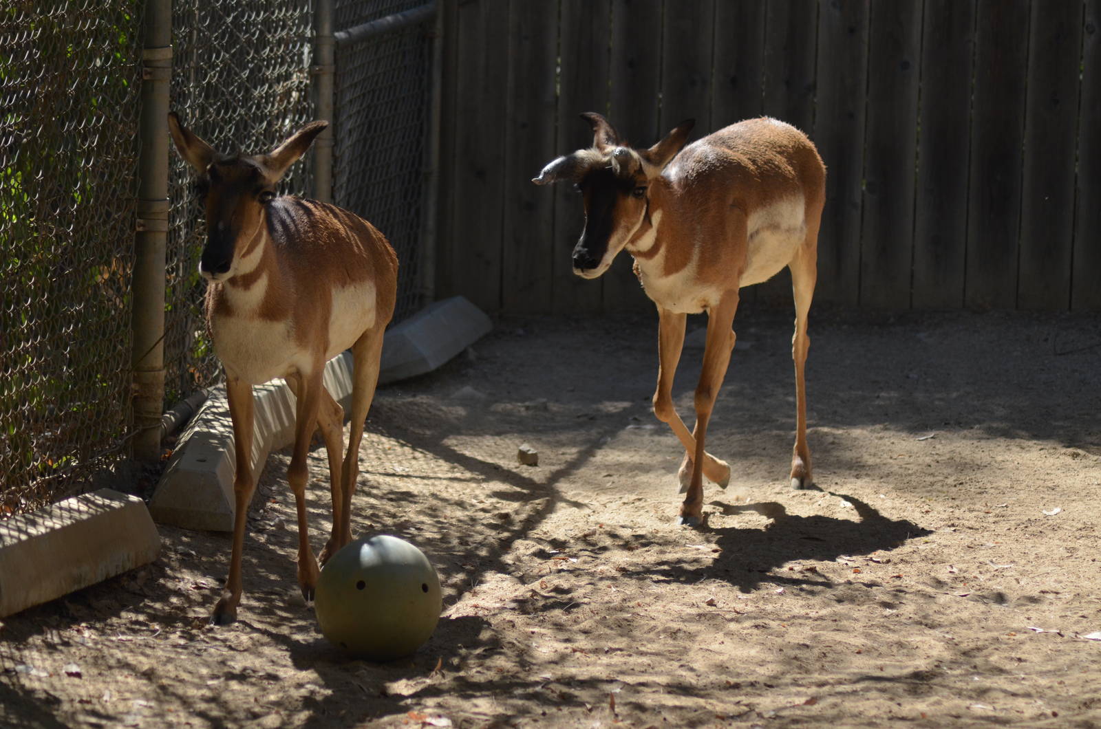 Peninsular Pronghorn