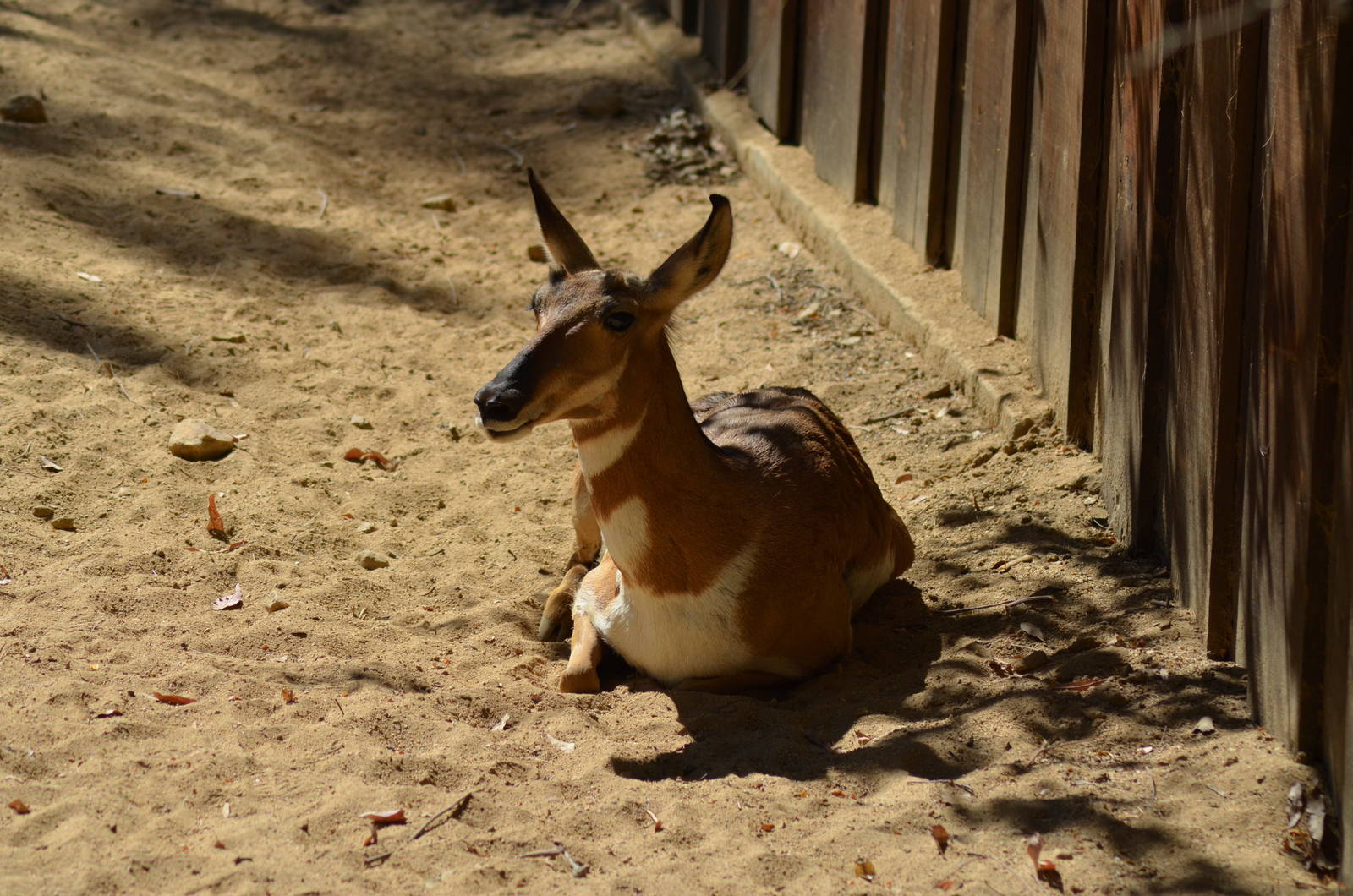 Peninsular Pronghorn