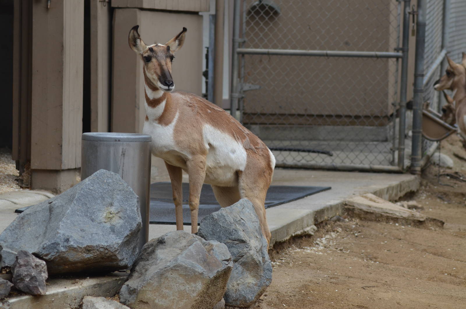 Peninsular Pronghorn