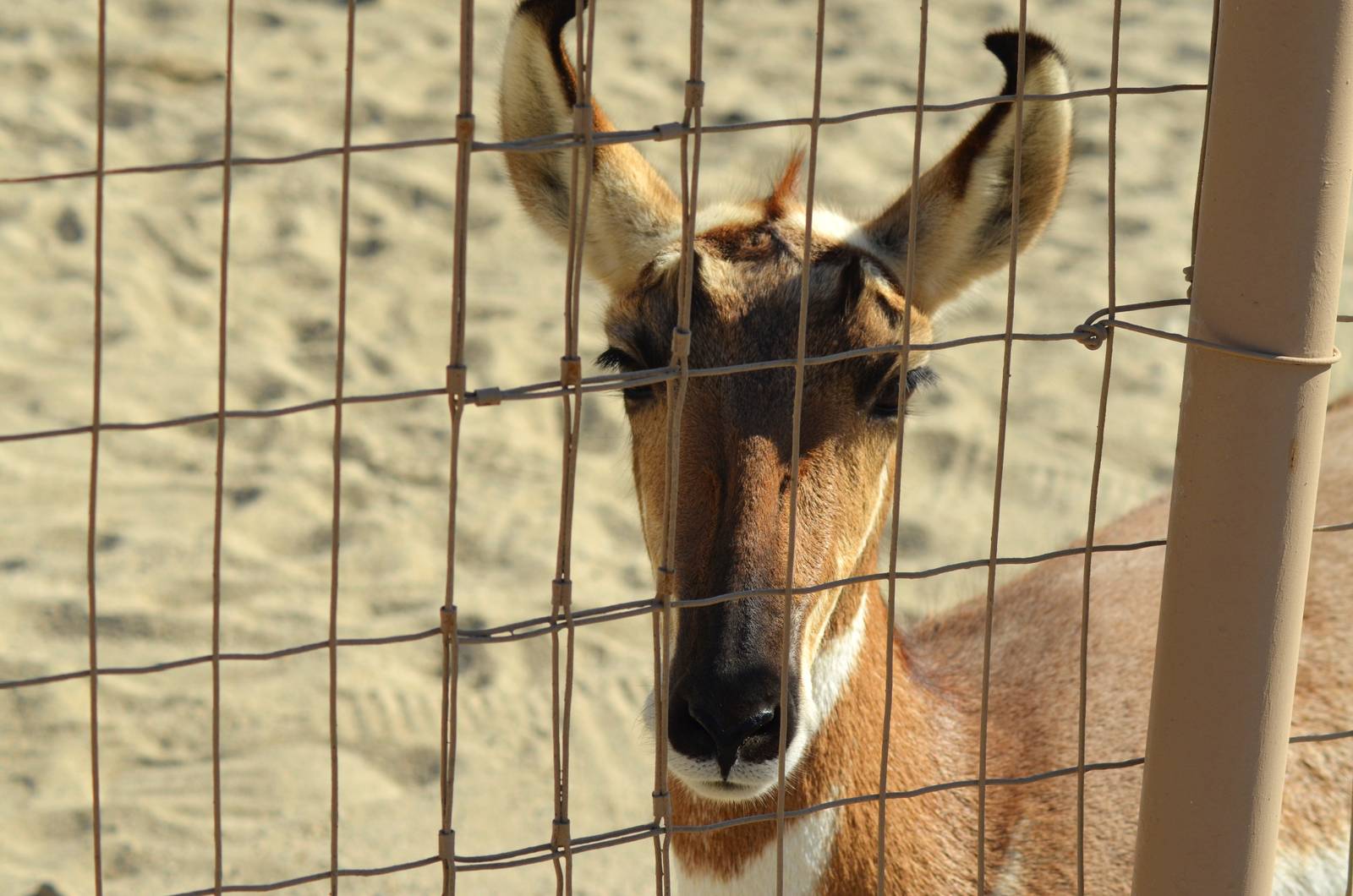 Peninsular Pronghorn