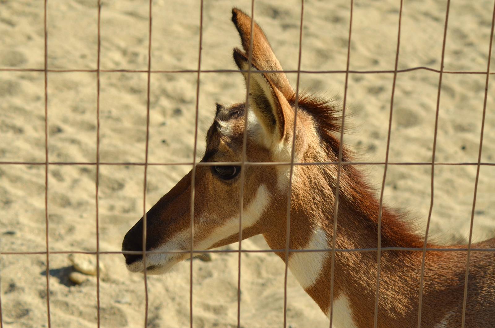 Peninsular Pronghorn