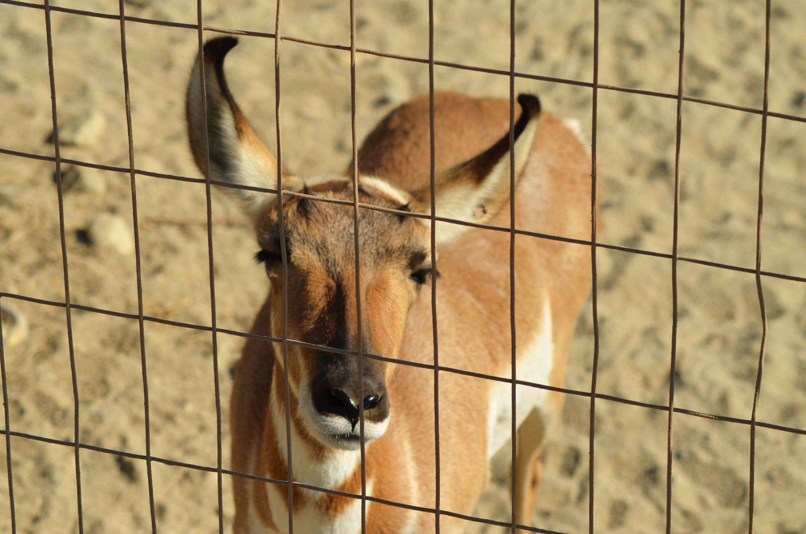 Peninsular Pronghorn