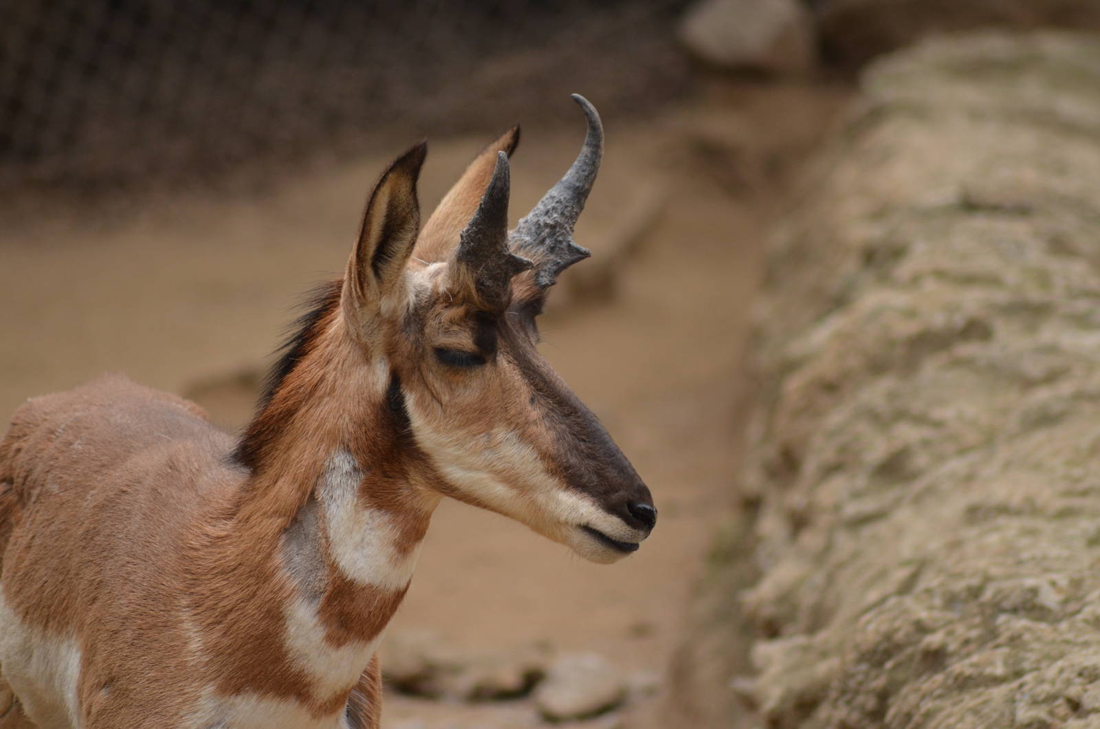 Peninsular Pronghorn