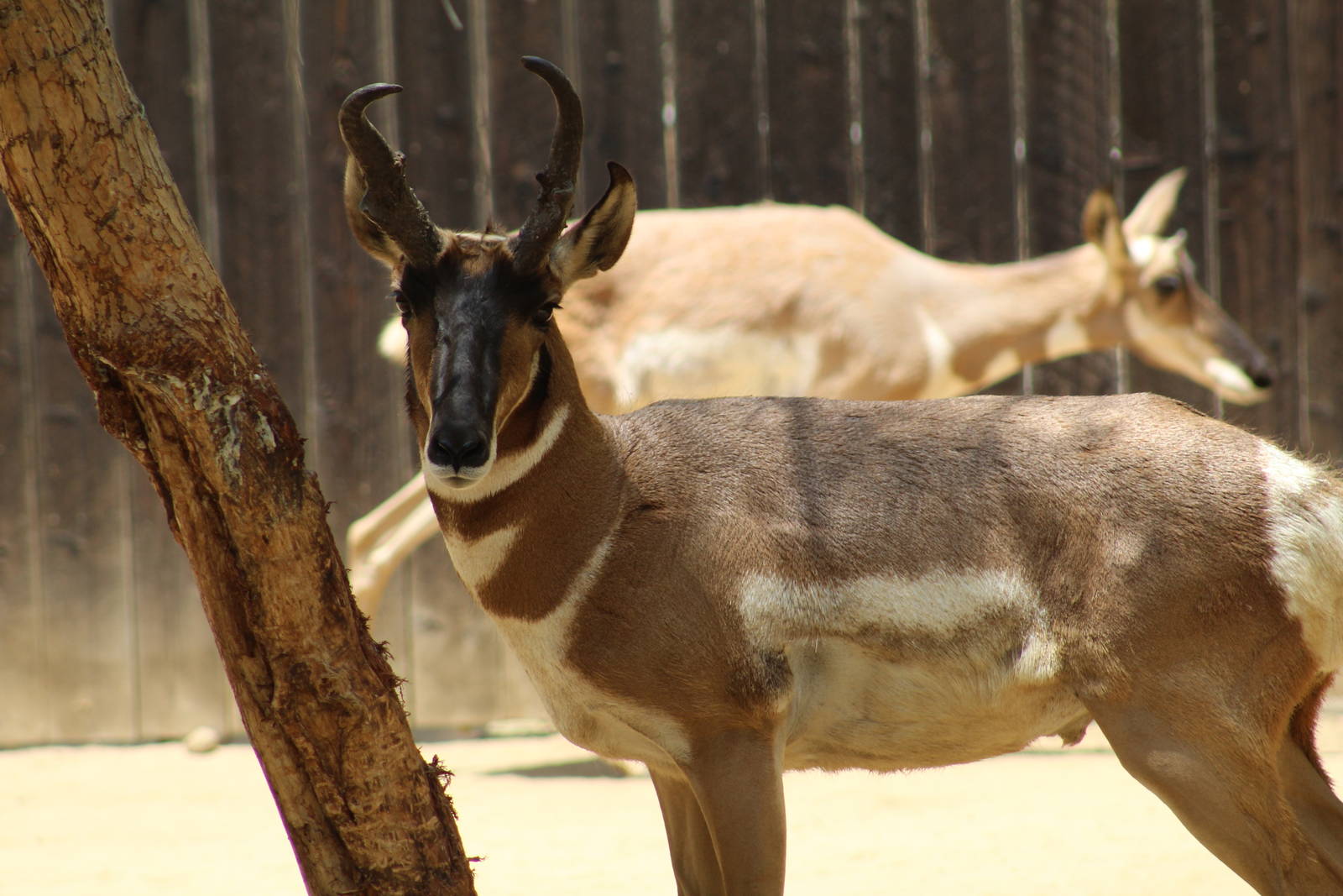 Peninsular Pronghorn