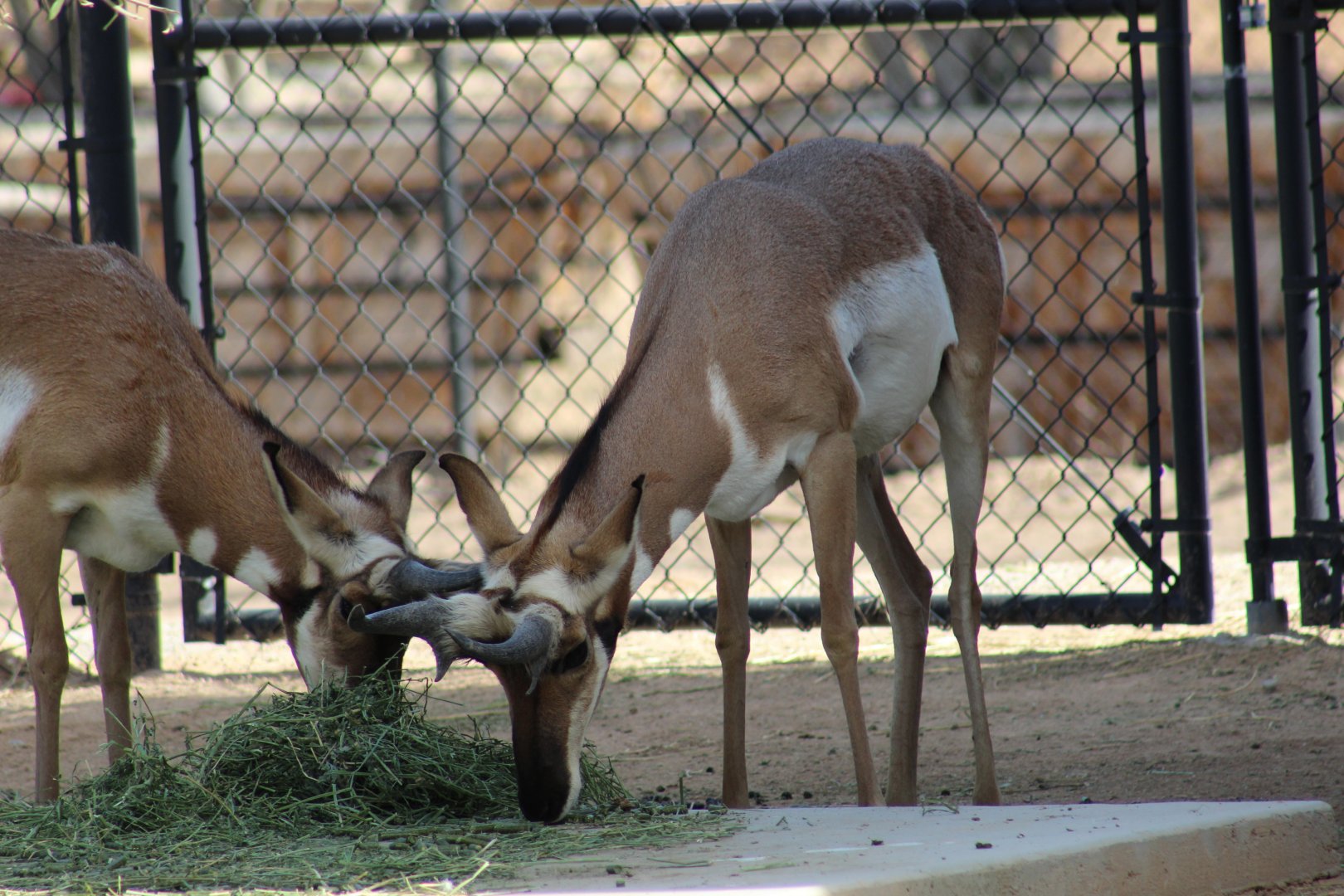 Peninsular Pronghorn