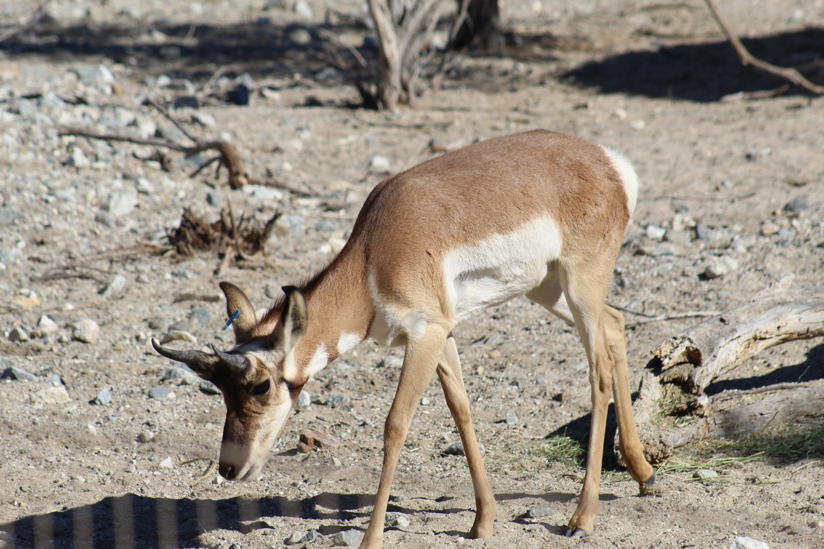 Peninsular Pronghorn