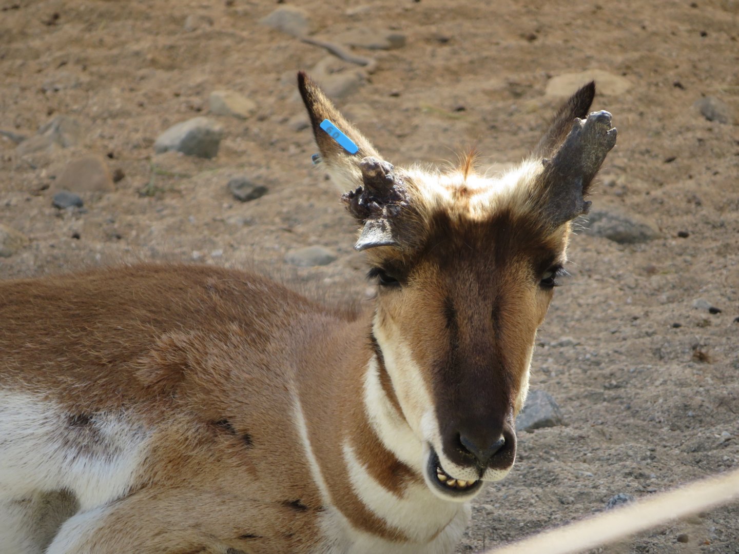 Peninsular Pronghorn
