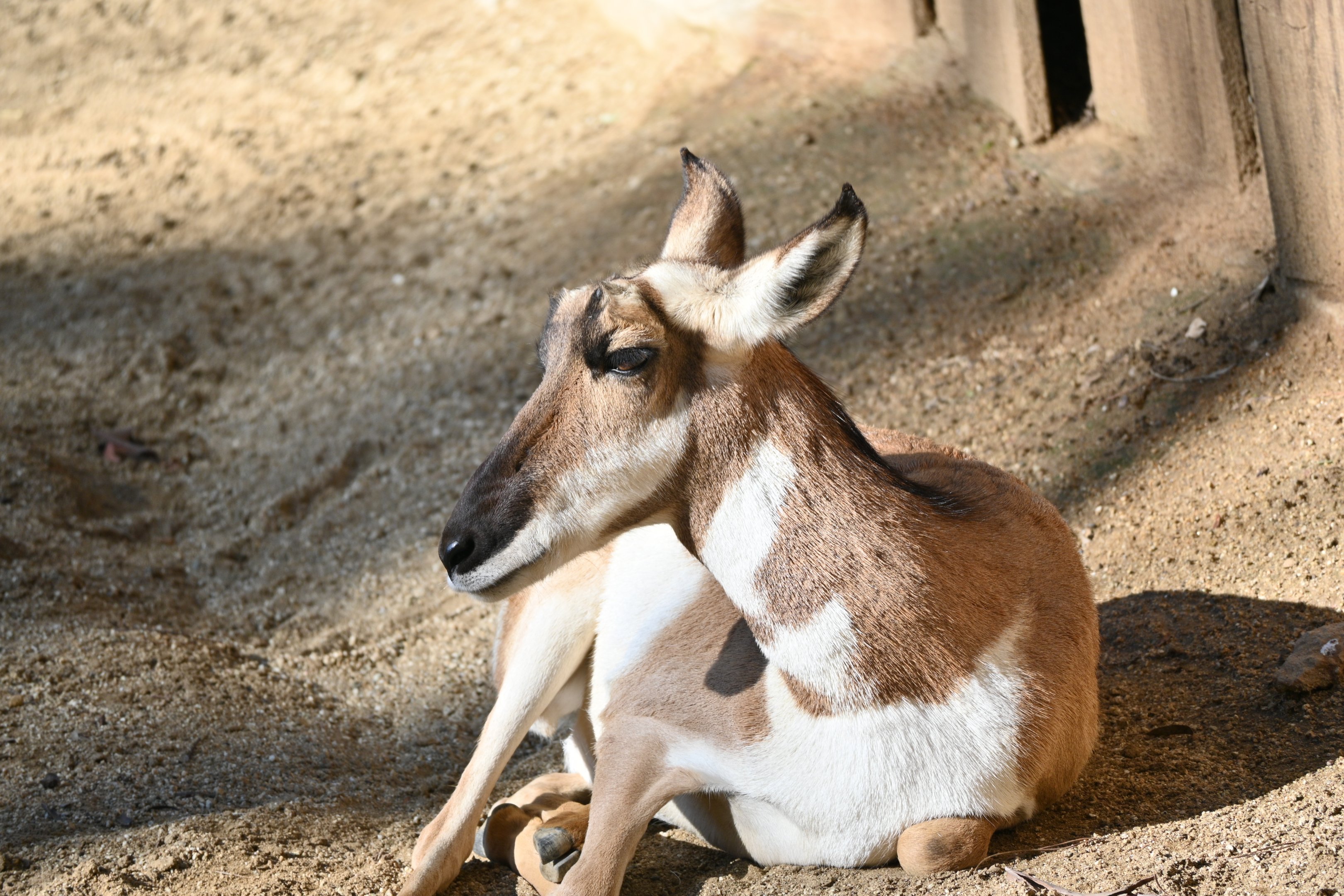 Peninsular Pronghorn