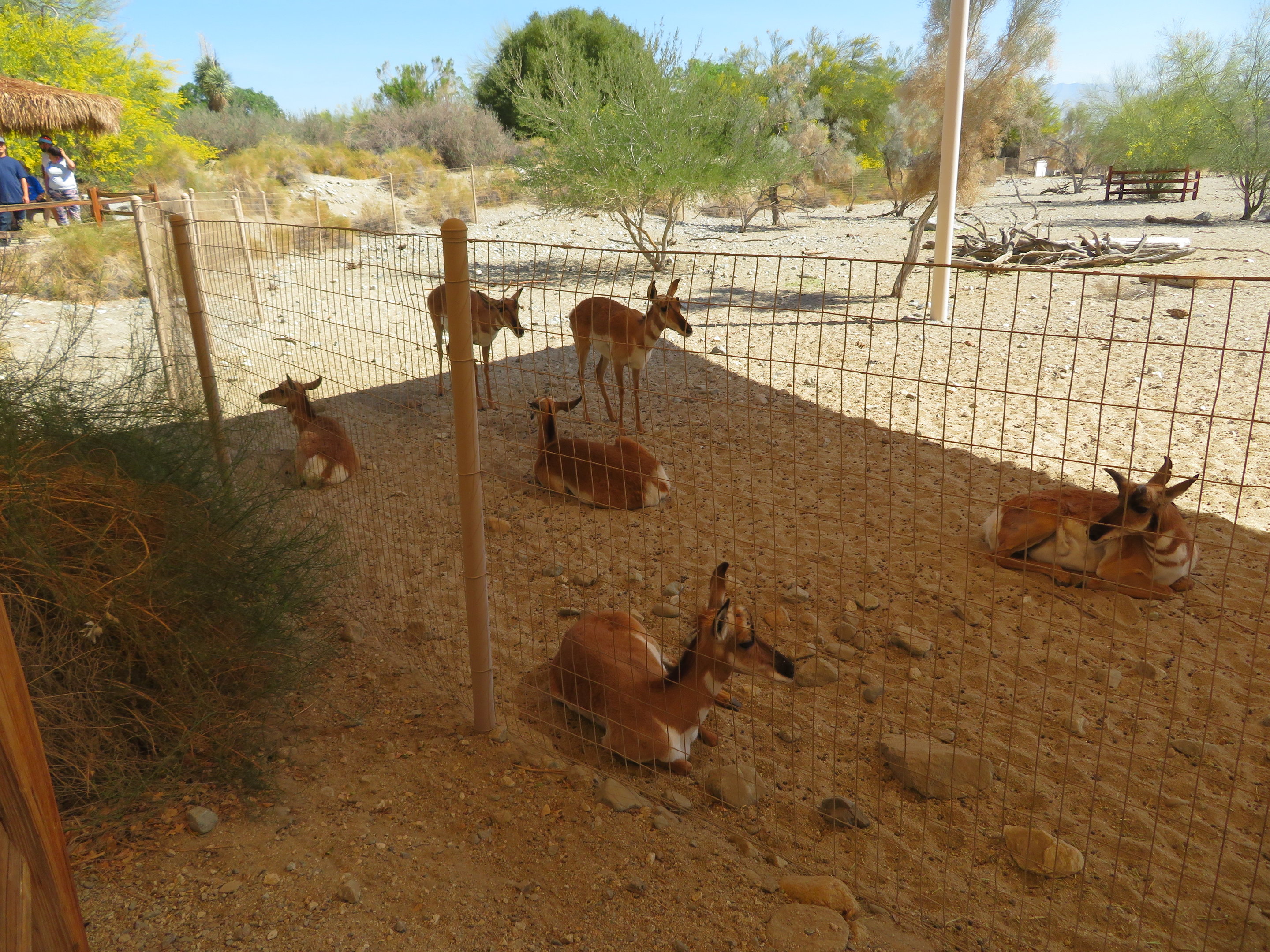 Peninsular Pronghorn