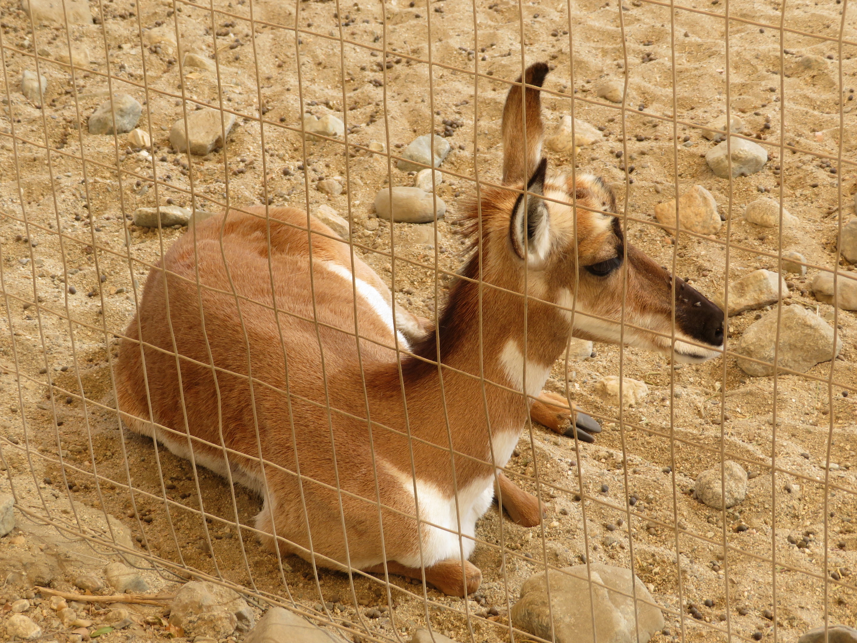 Peninsular Pronghorn