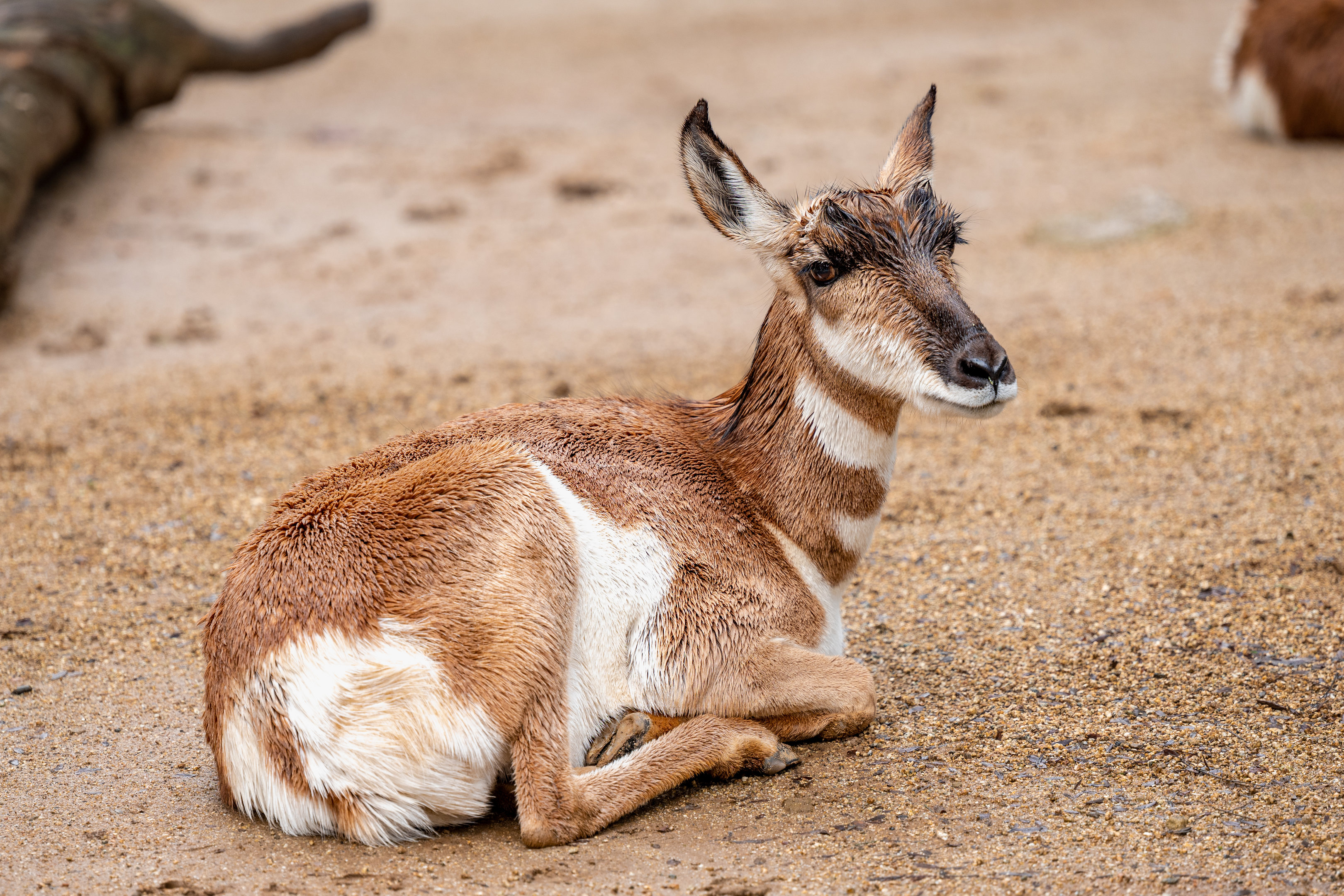 Peninsular Pronghorn