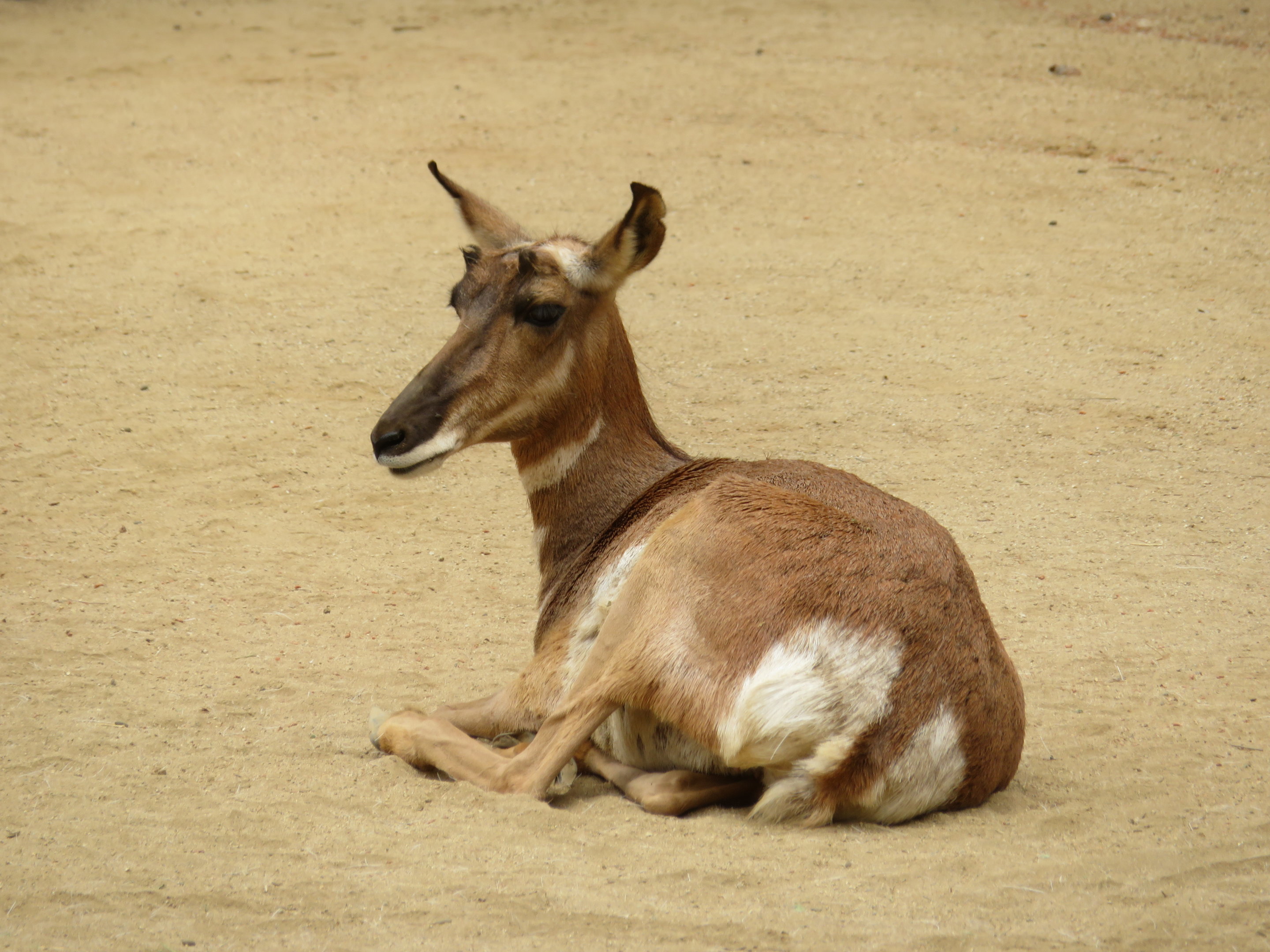 Peninsular Pronghorn